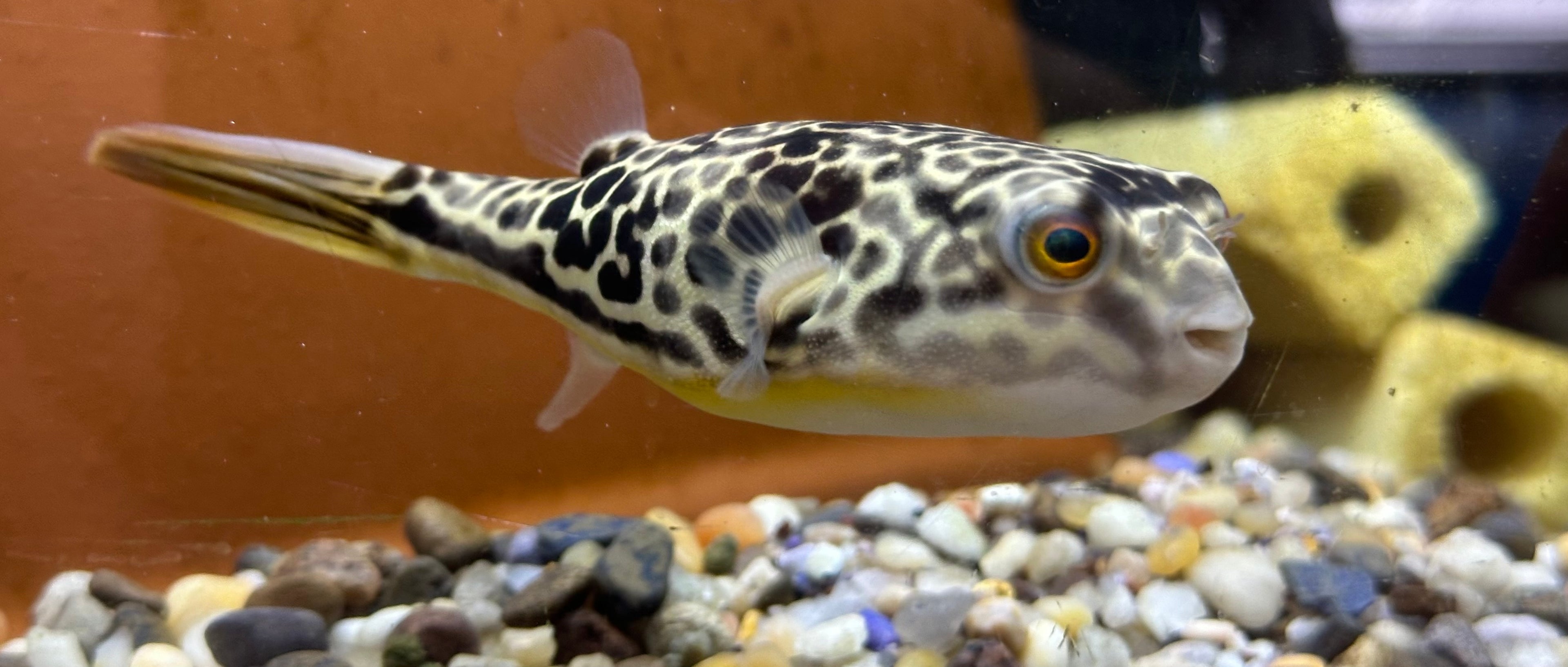 Mbu Puffer (5”)