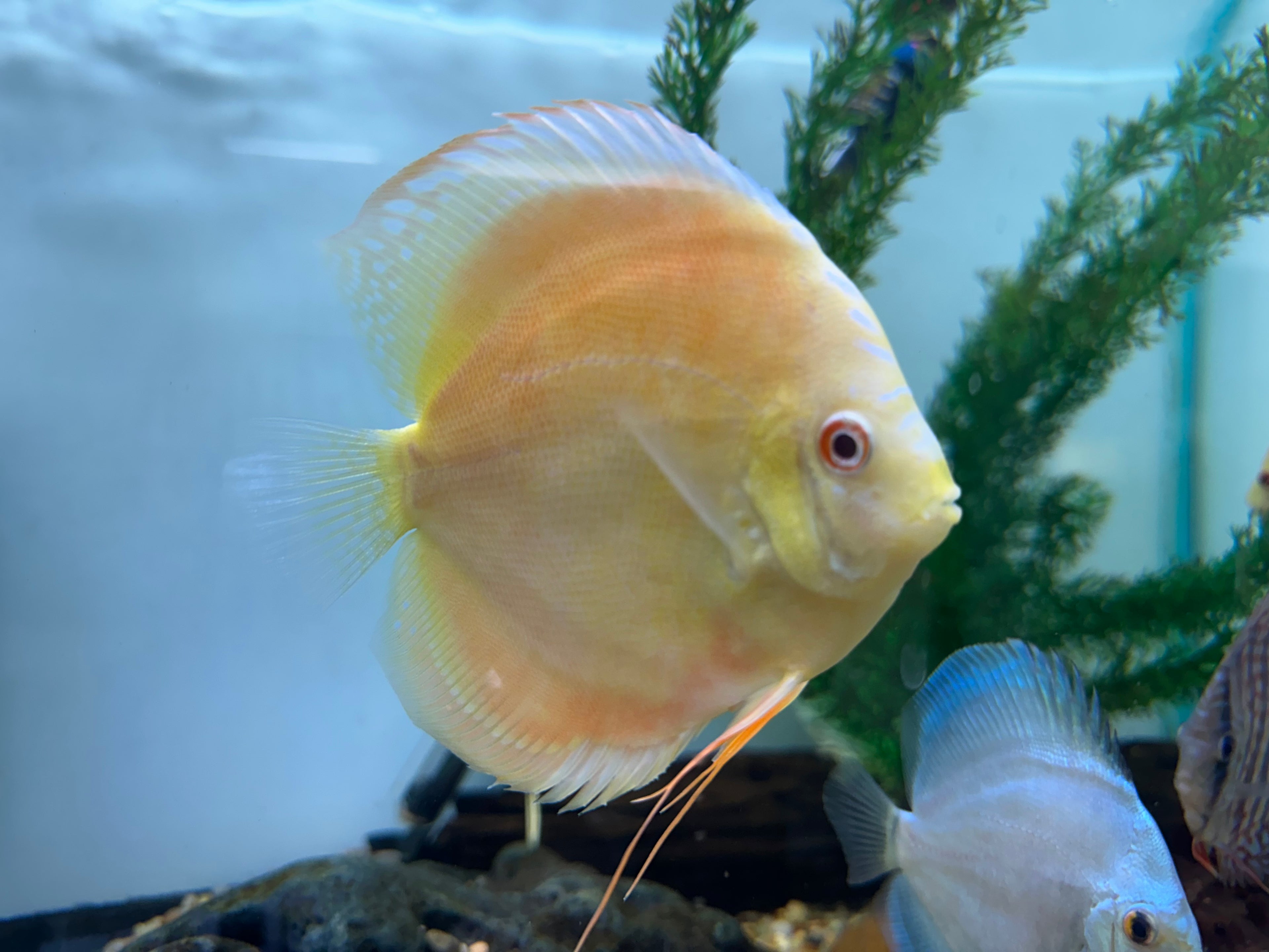 XL Albino Discus (5-5.5”)