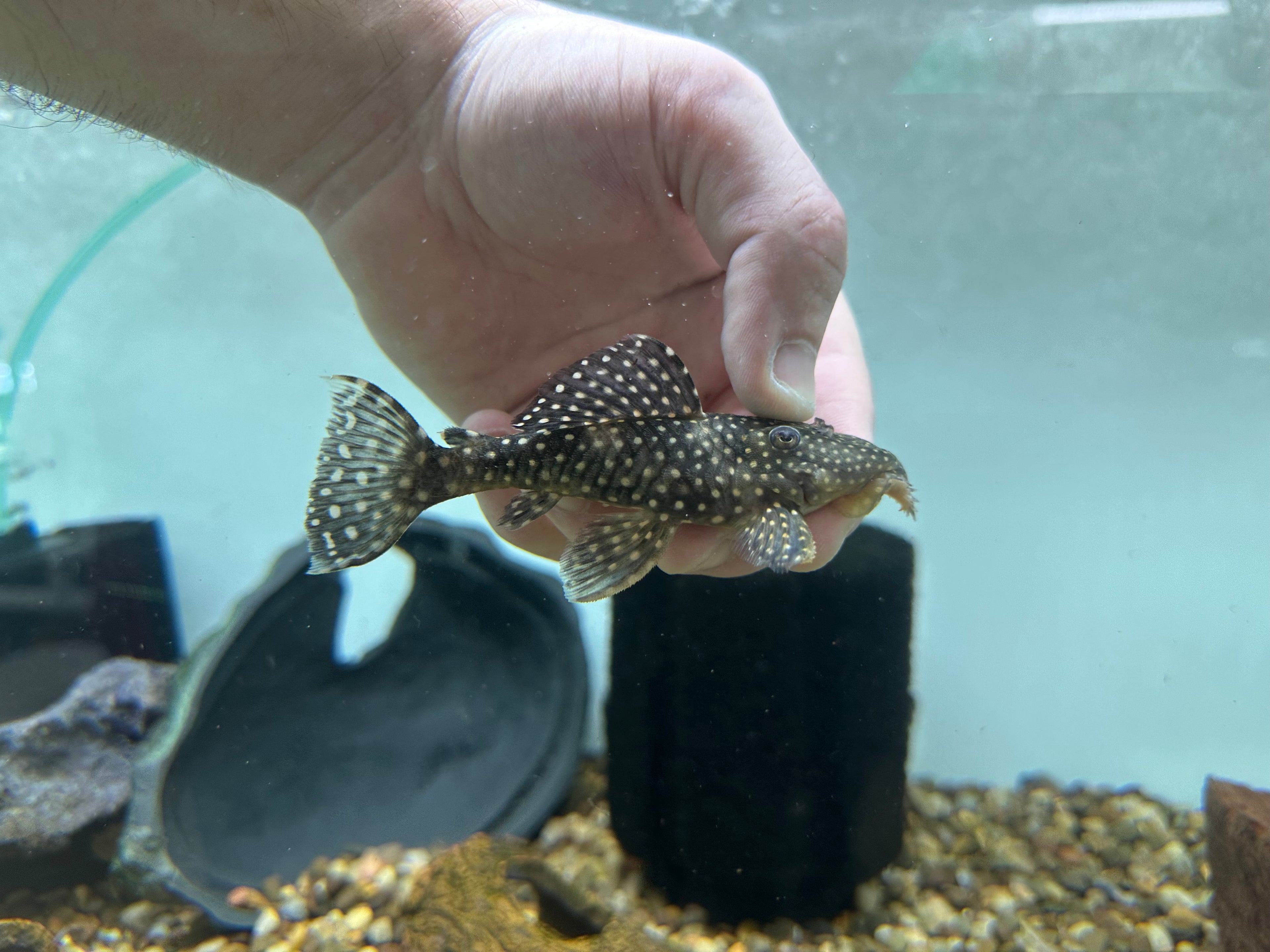 L007 Vampire Pleco (3-3.5”)