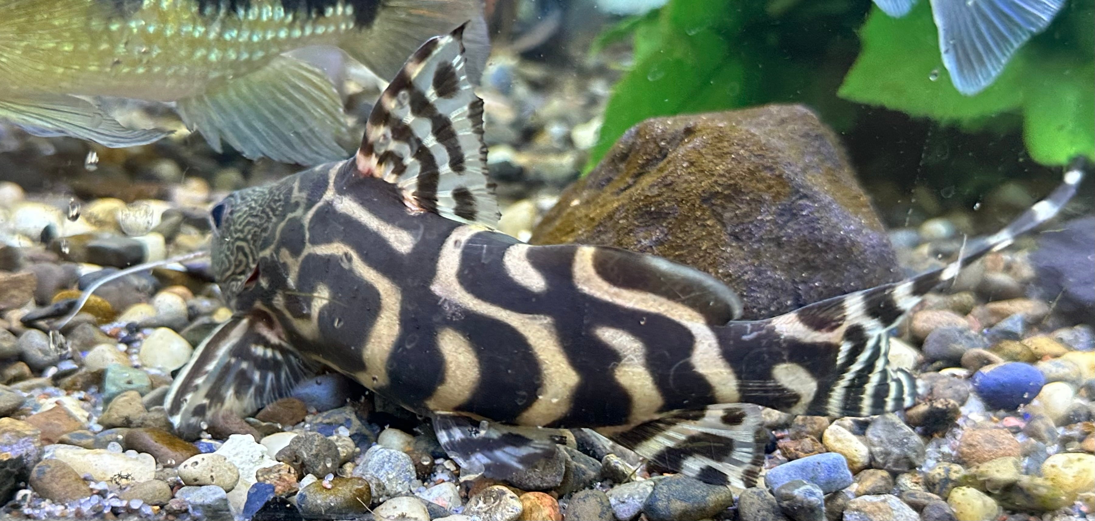 Ornatipinnis Synodontis Catfish (7”)
