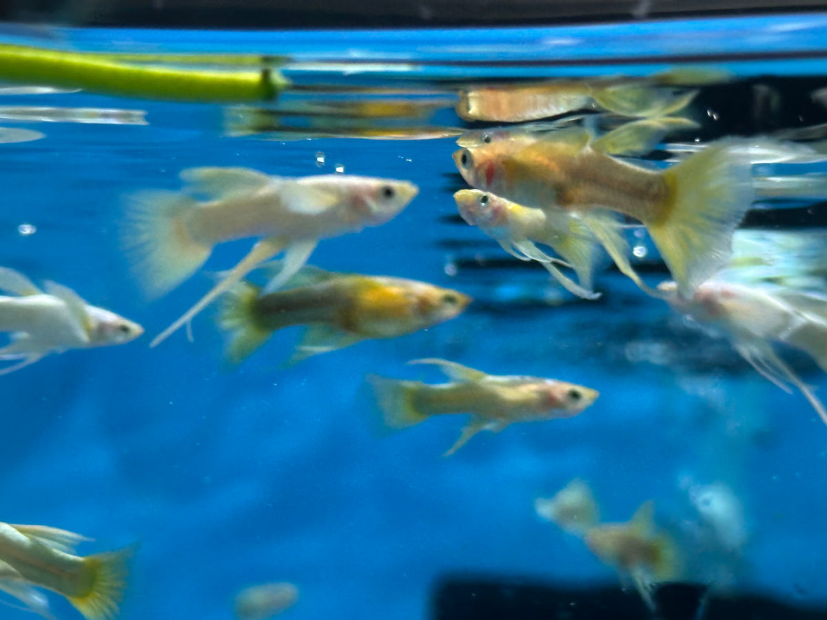 Platinum/Gold Ribbon Guppy Pair (1”)