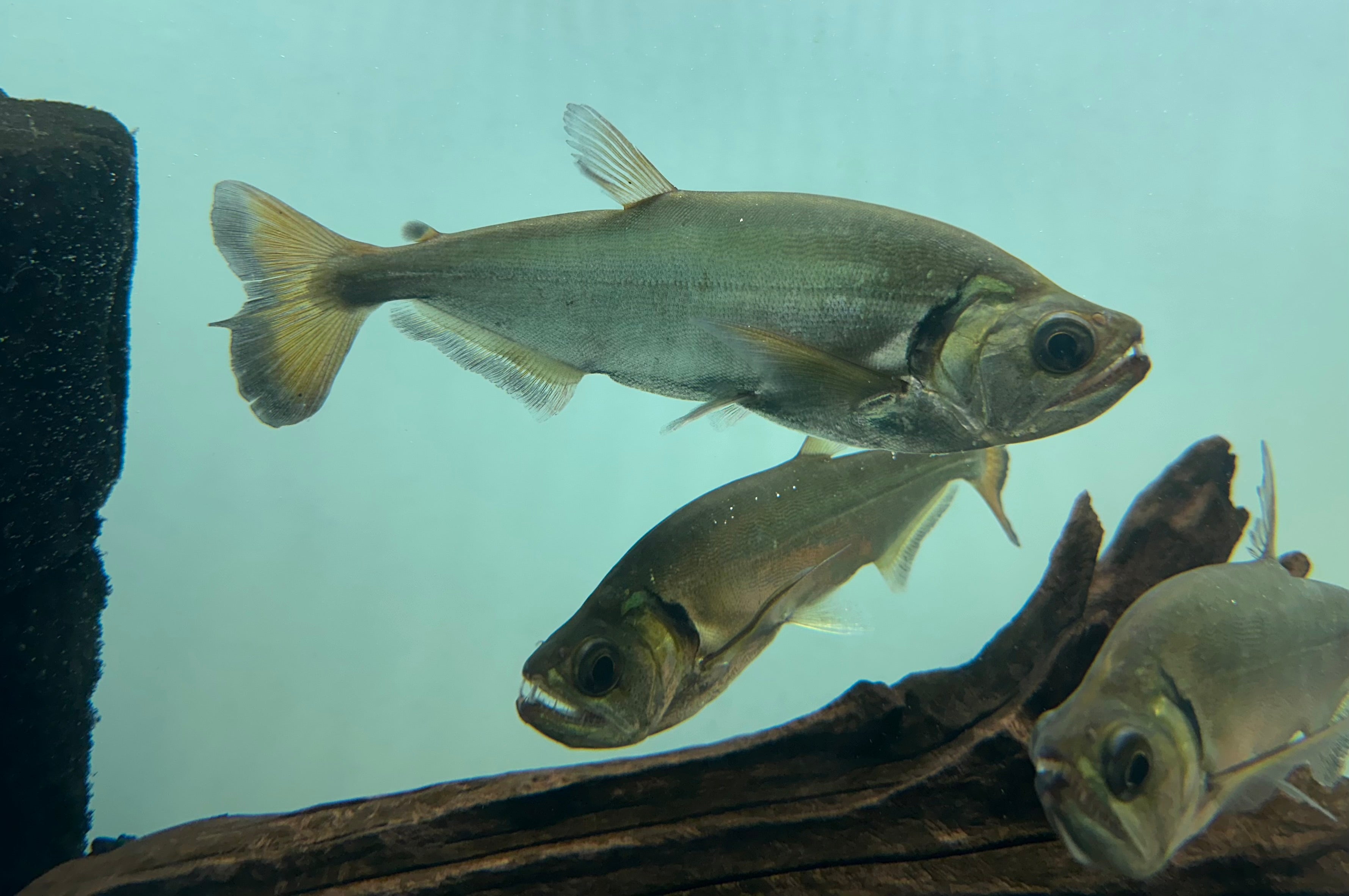 Large Redtail Payara Vampire Fish (7-8”)