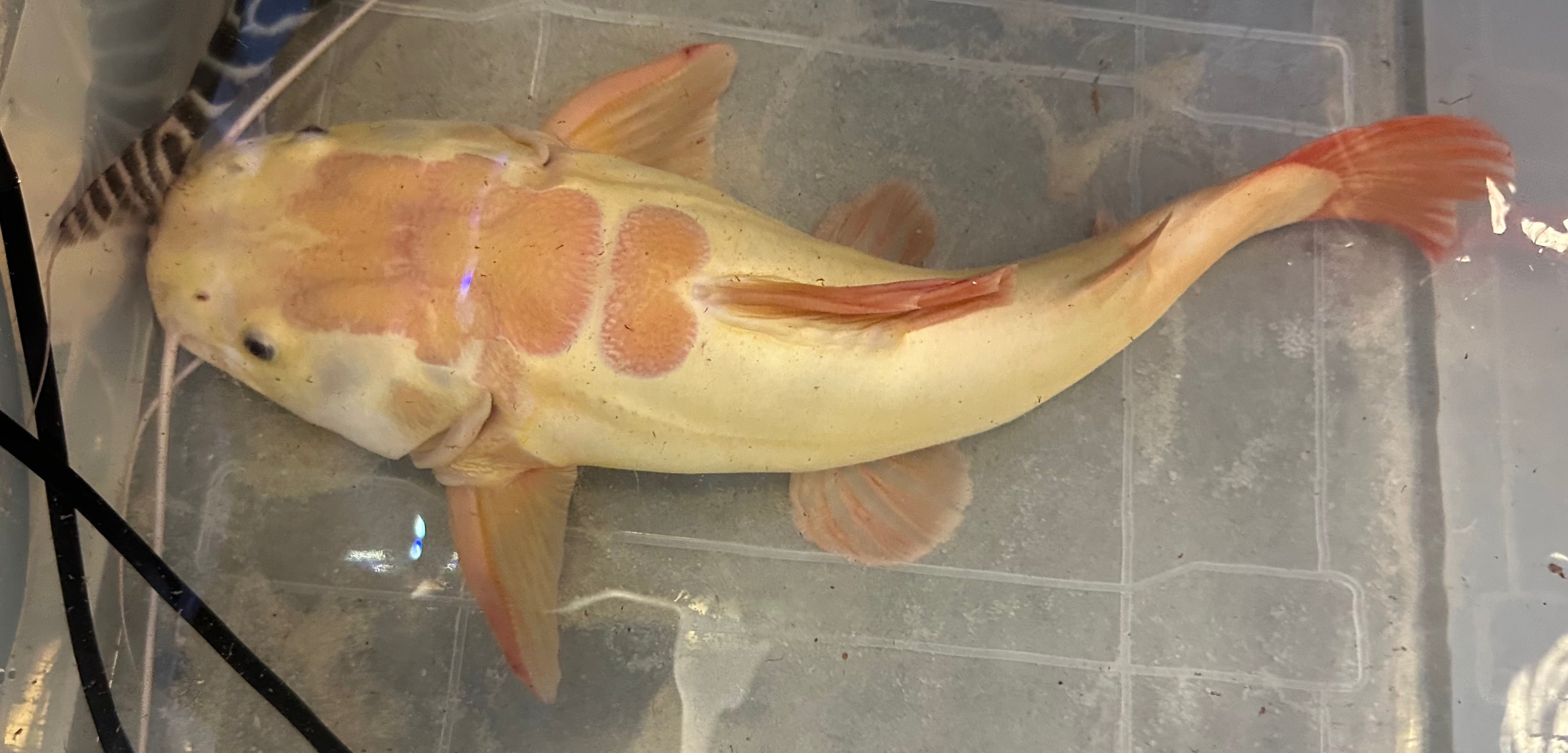 XL Phantom Redtail Catfish (18”)