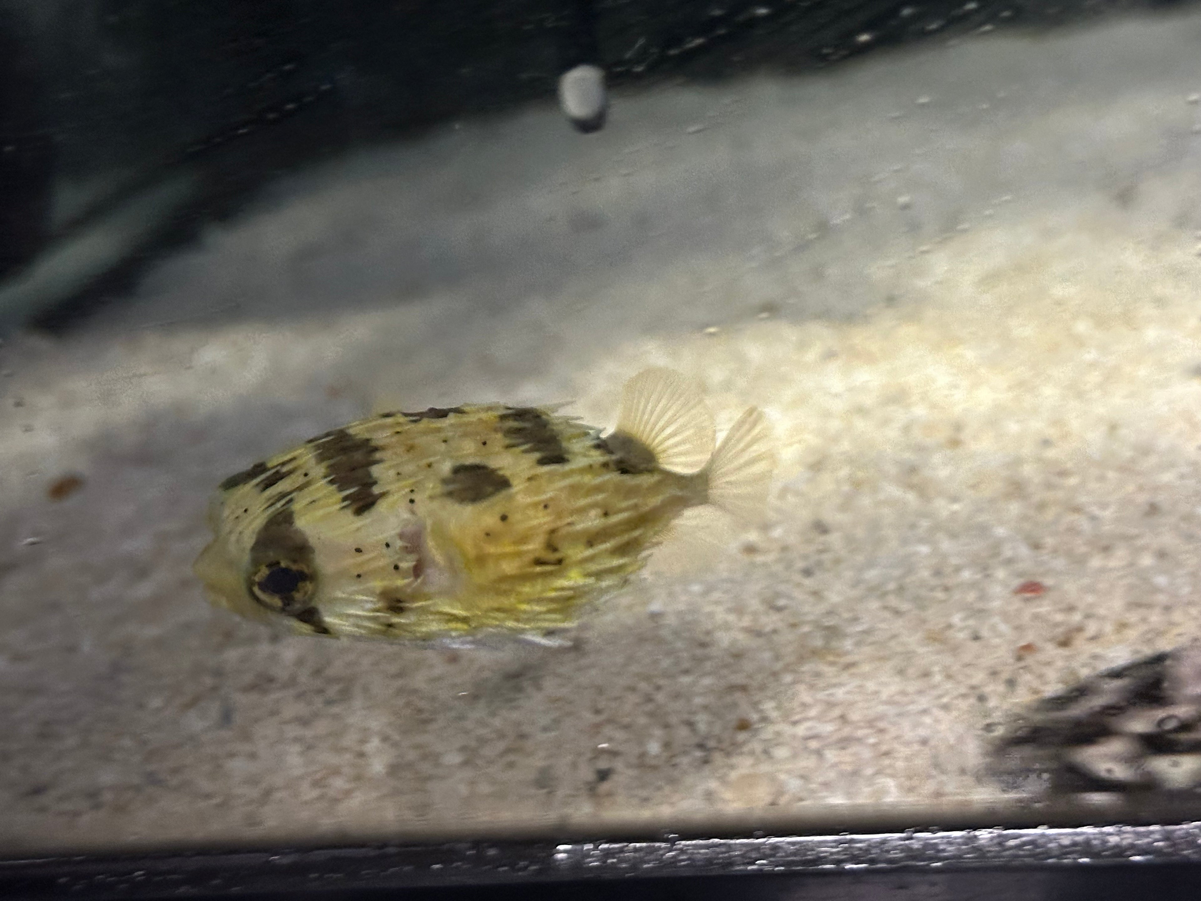 Porcupine Puffer (2.75-3”)