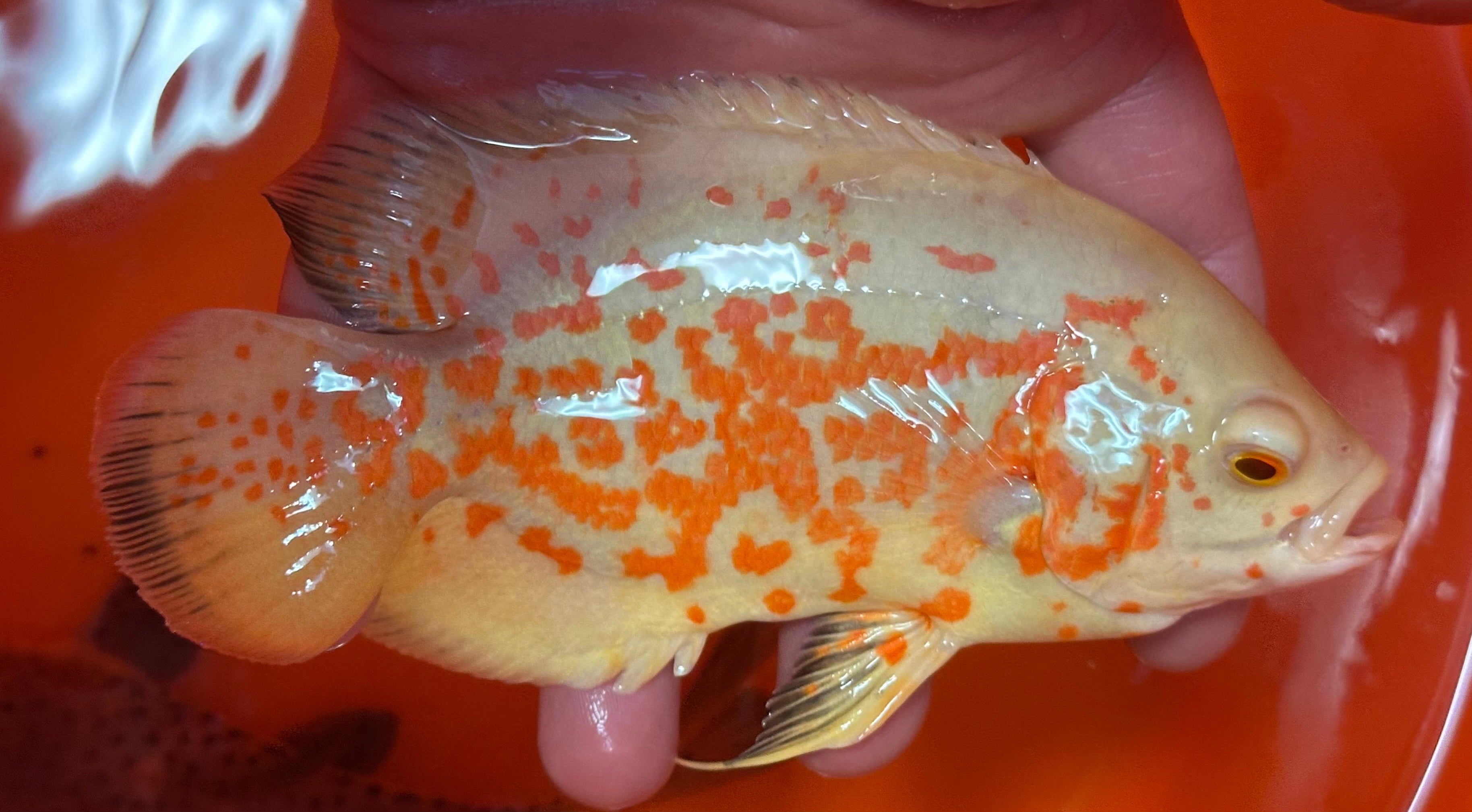 Albino Nemo Tiger Oscar (4.5”)