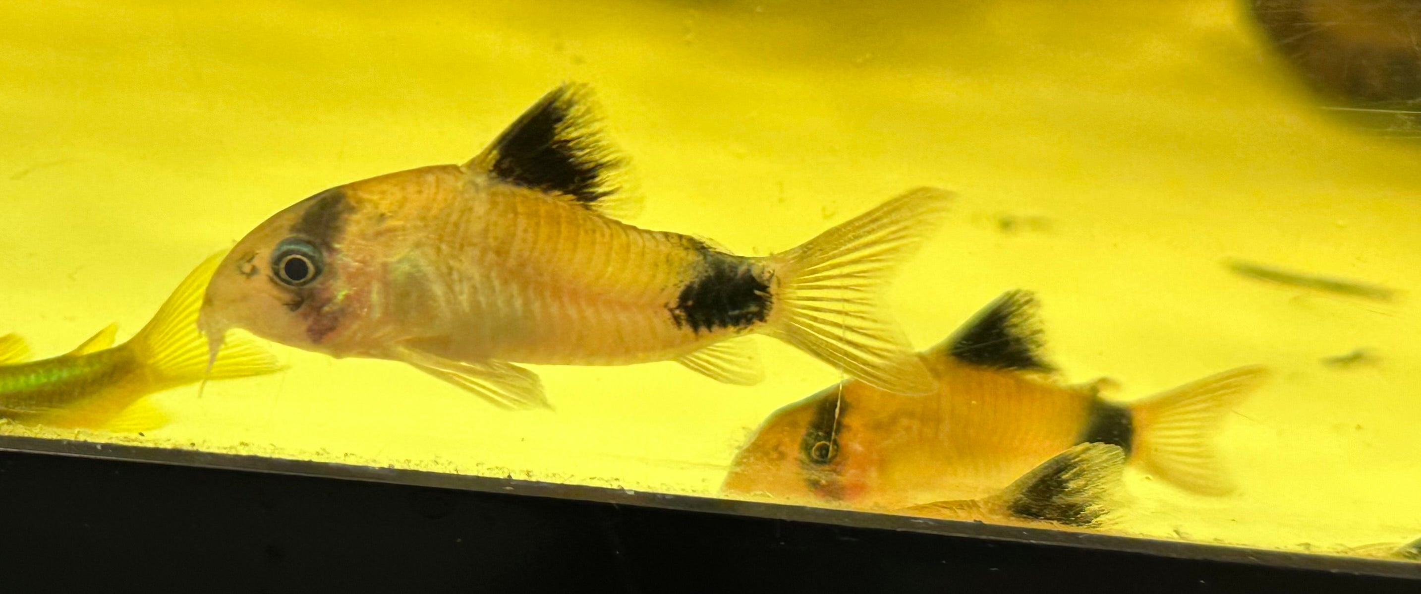 Panda Cory (1.25-1.5”)