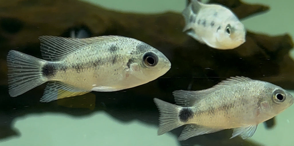 Argentea Cichlid (1.75-2”)