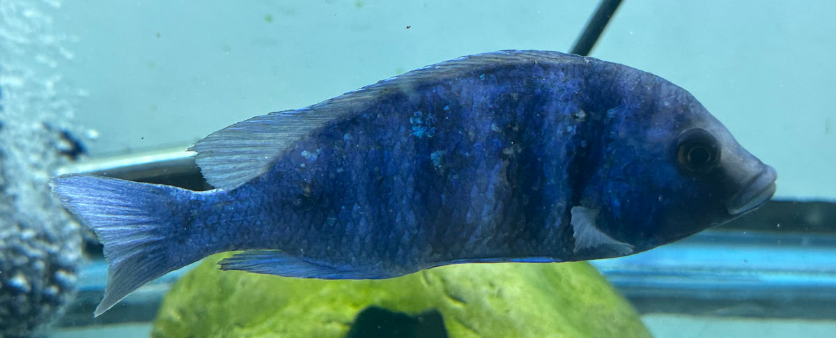 XL Star Sapphire Cichlid (6.5”)
