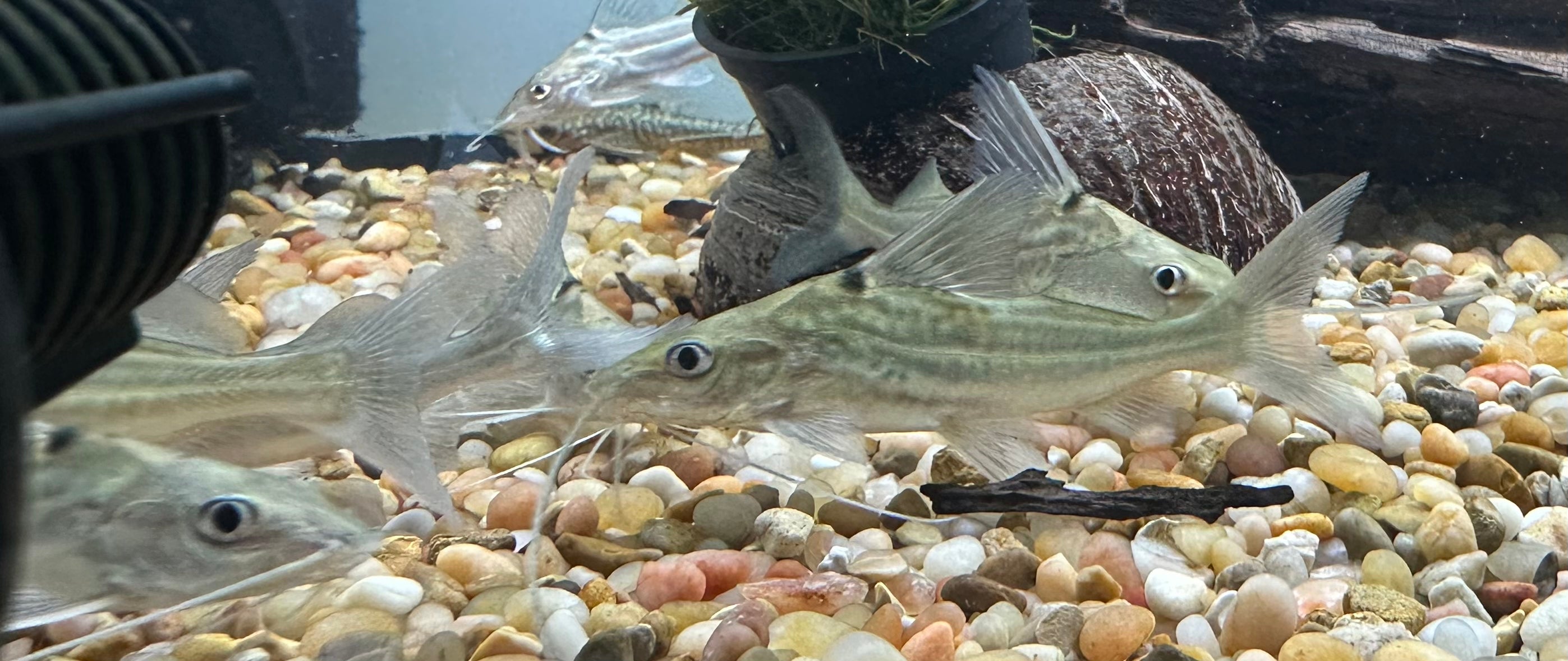 Four Line Pim Catfish (4”)
