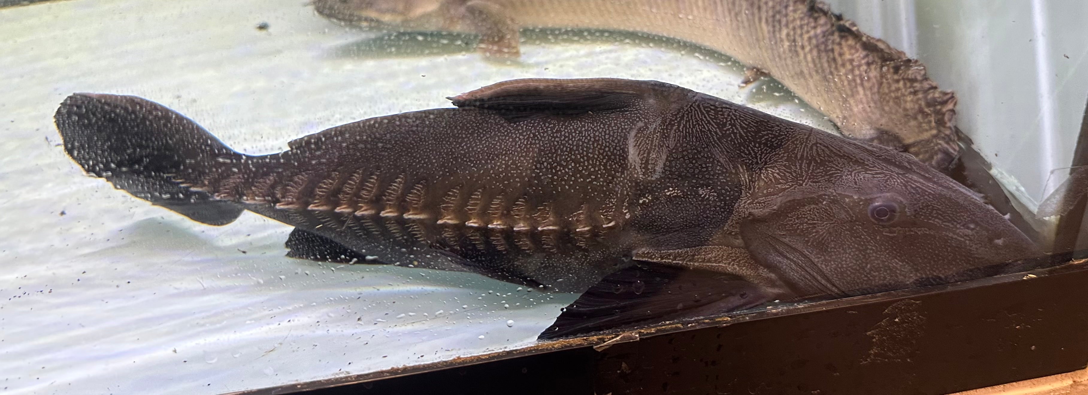 LARGE Ripsaw Catfish (14-15”)