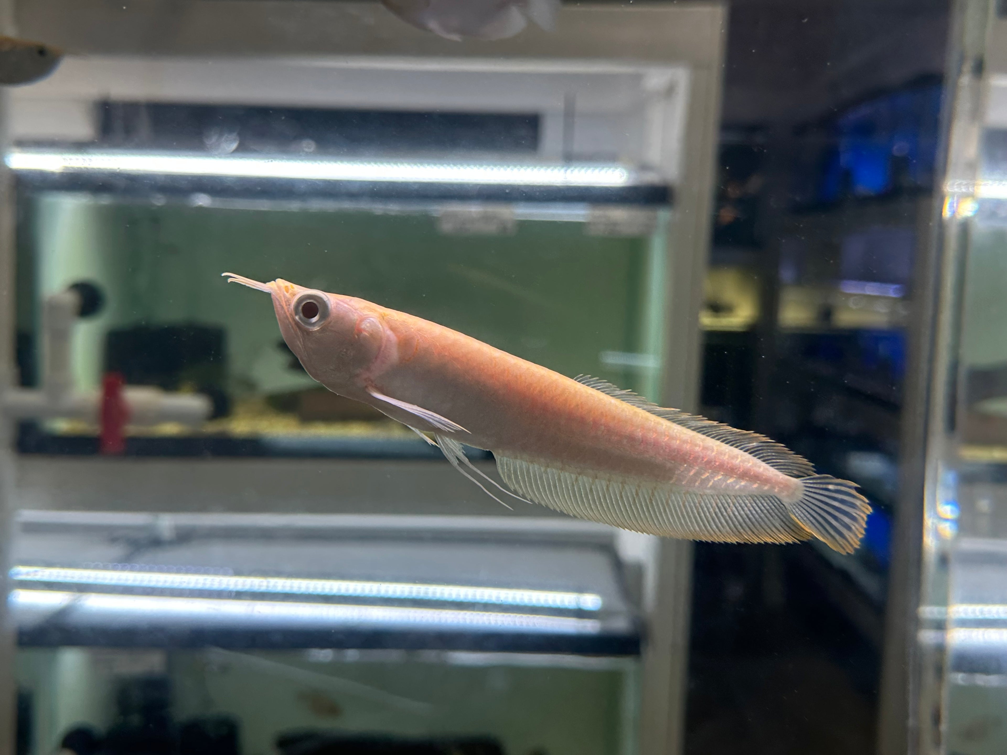 Albino Silver Arowana (6-6.5”)
