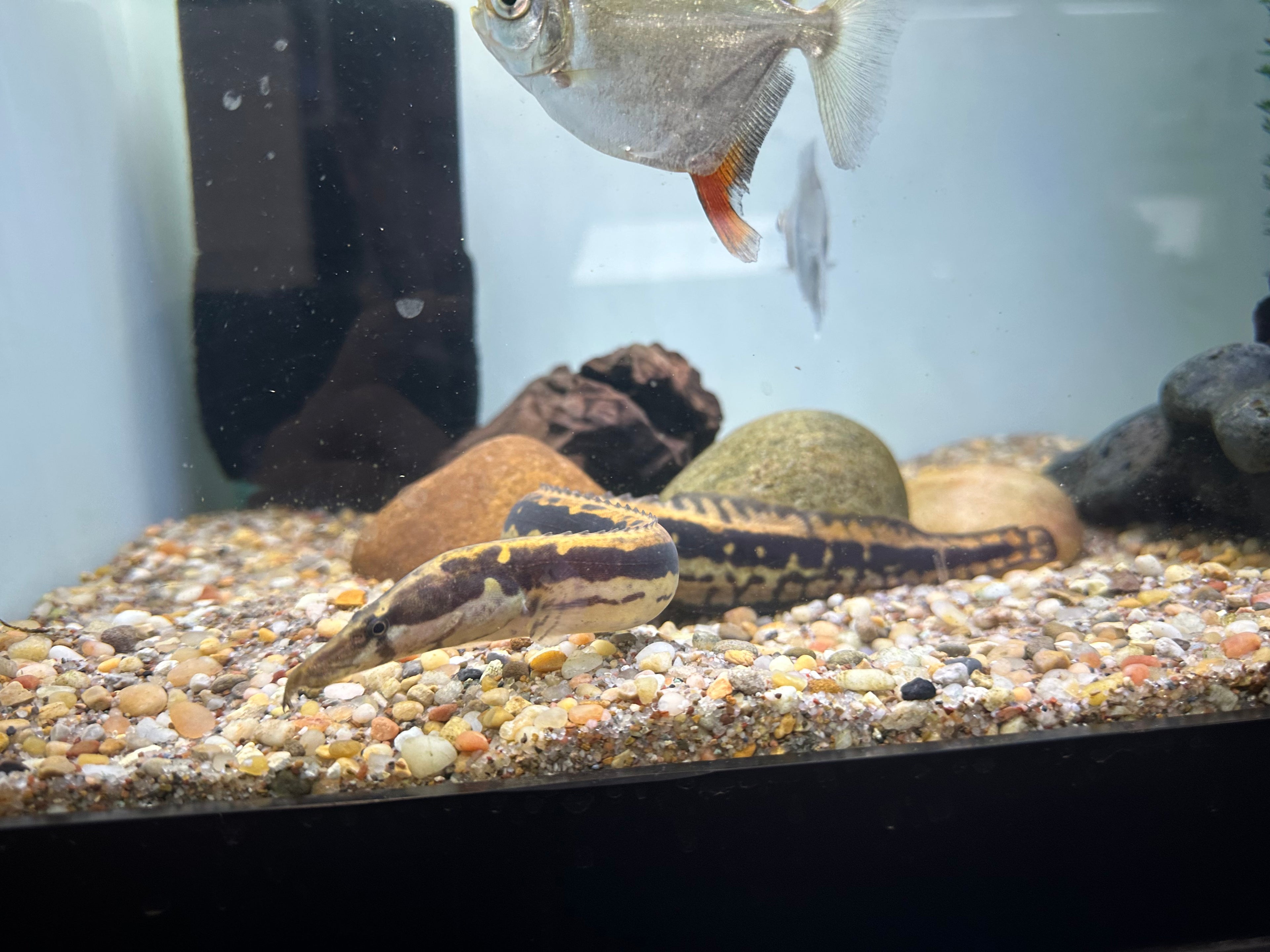 Black Pearl Spiny Eel (13-14”)