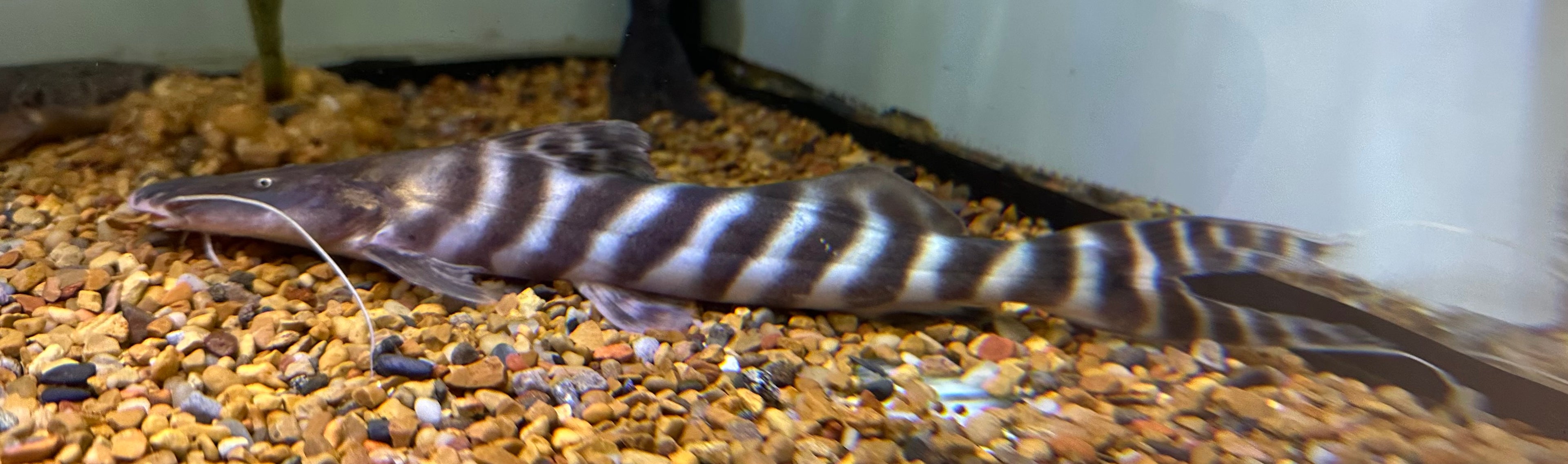 Tigrinus Catfish (9”)