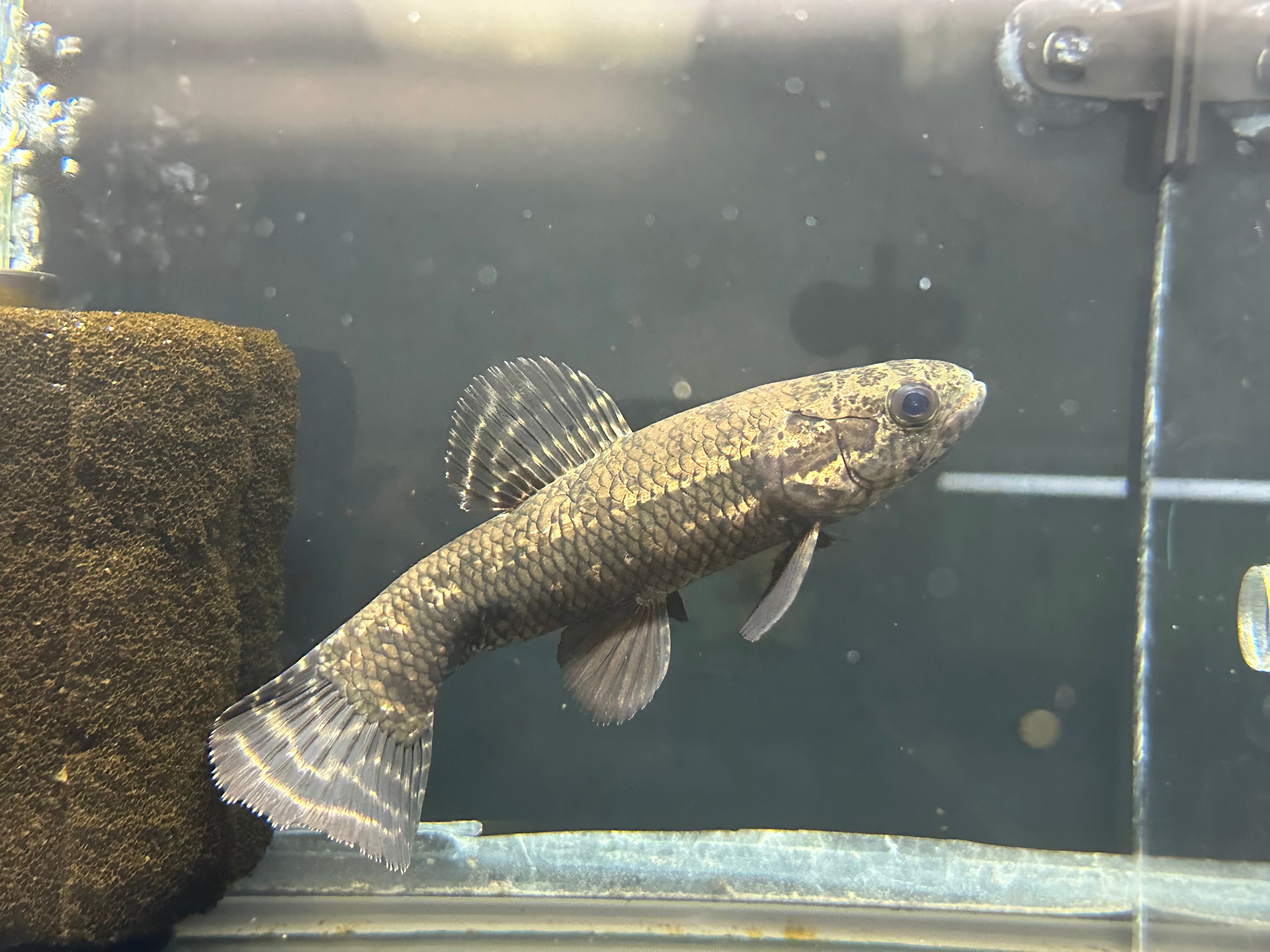 Black Wolffish (6”)