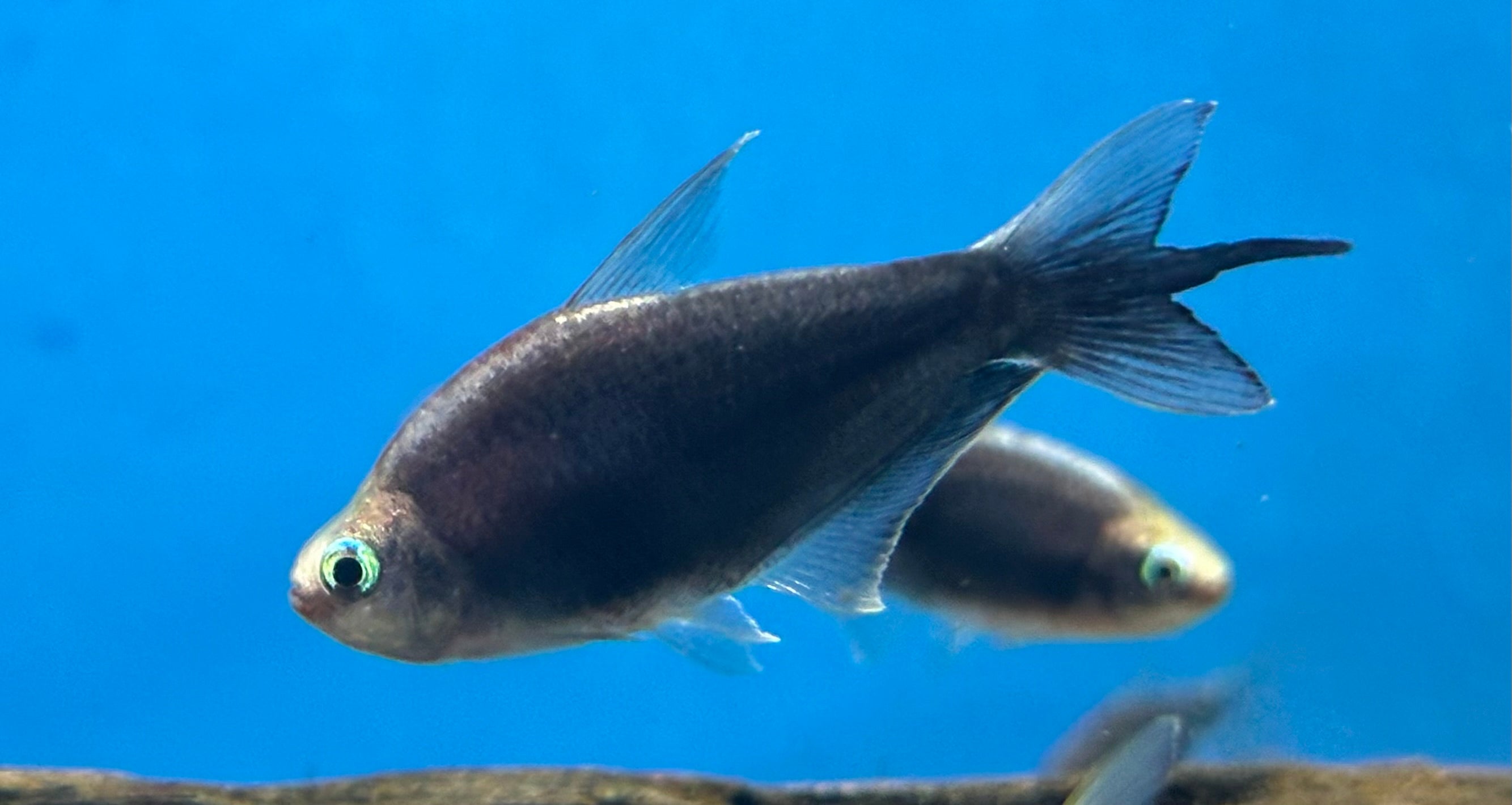 LARGE Black Emperor Tetra (1.5-2”)