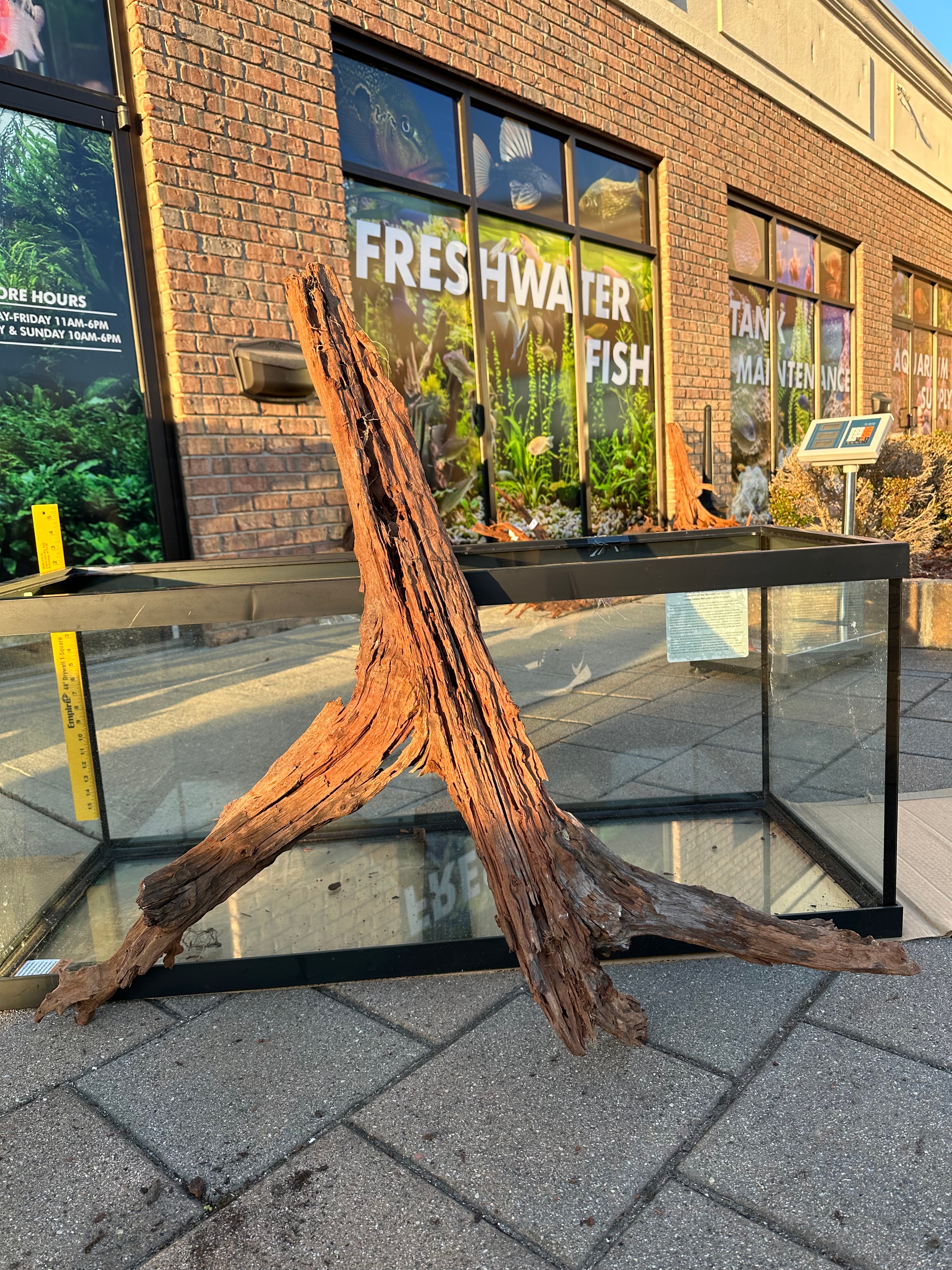 XL Malaysian Driftwood