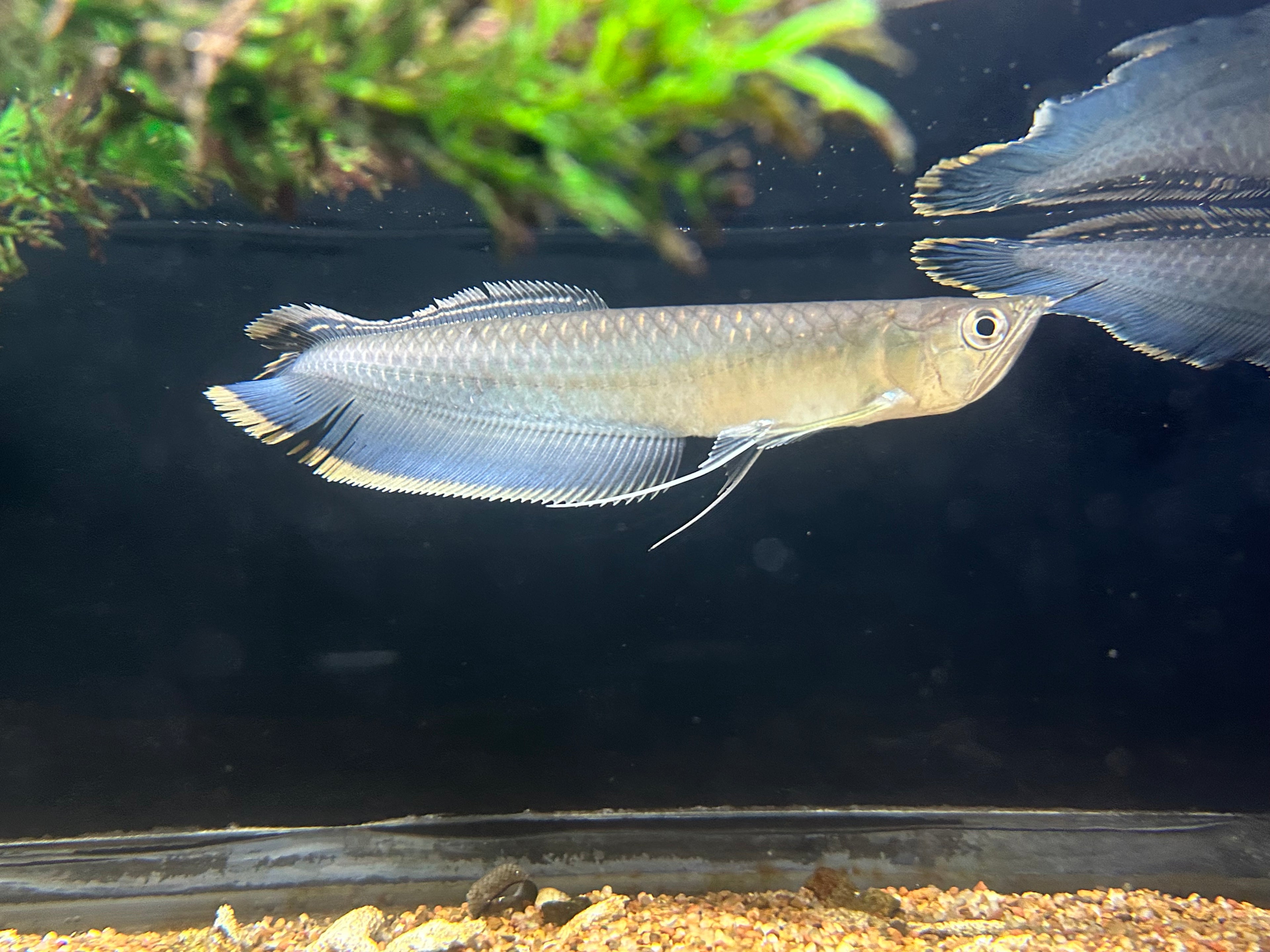 Black Arowana (6-7”)