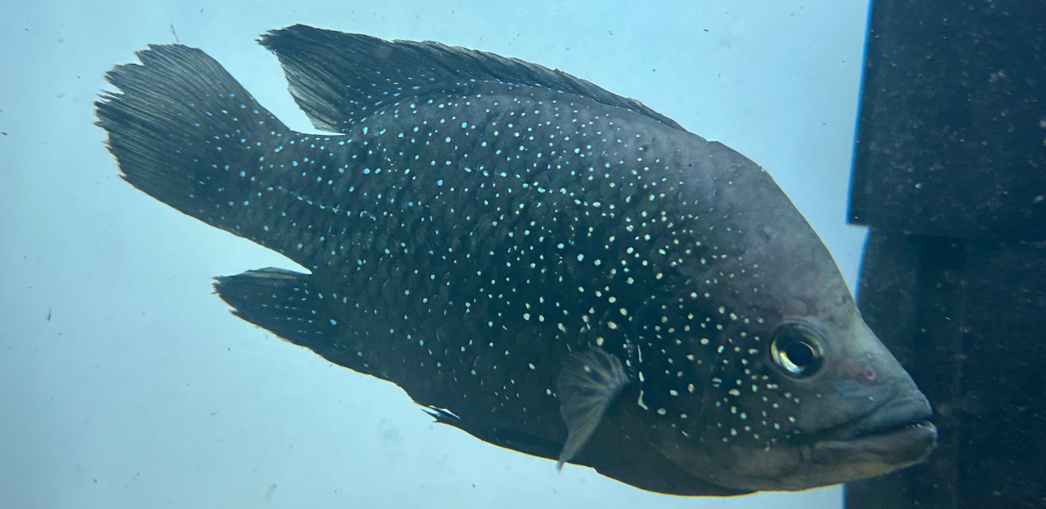 LARGE Polleni Cichlid (6”+)