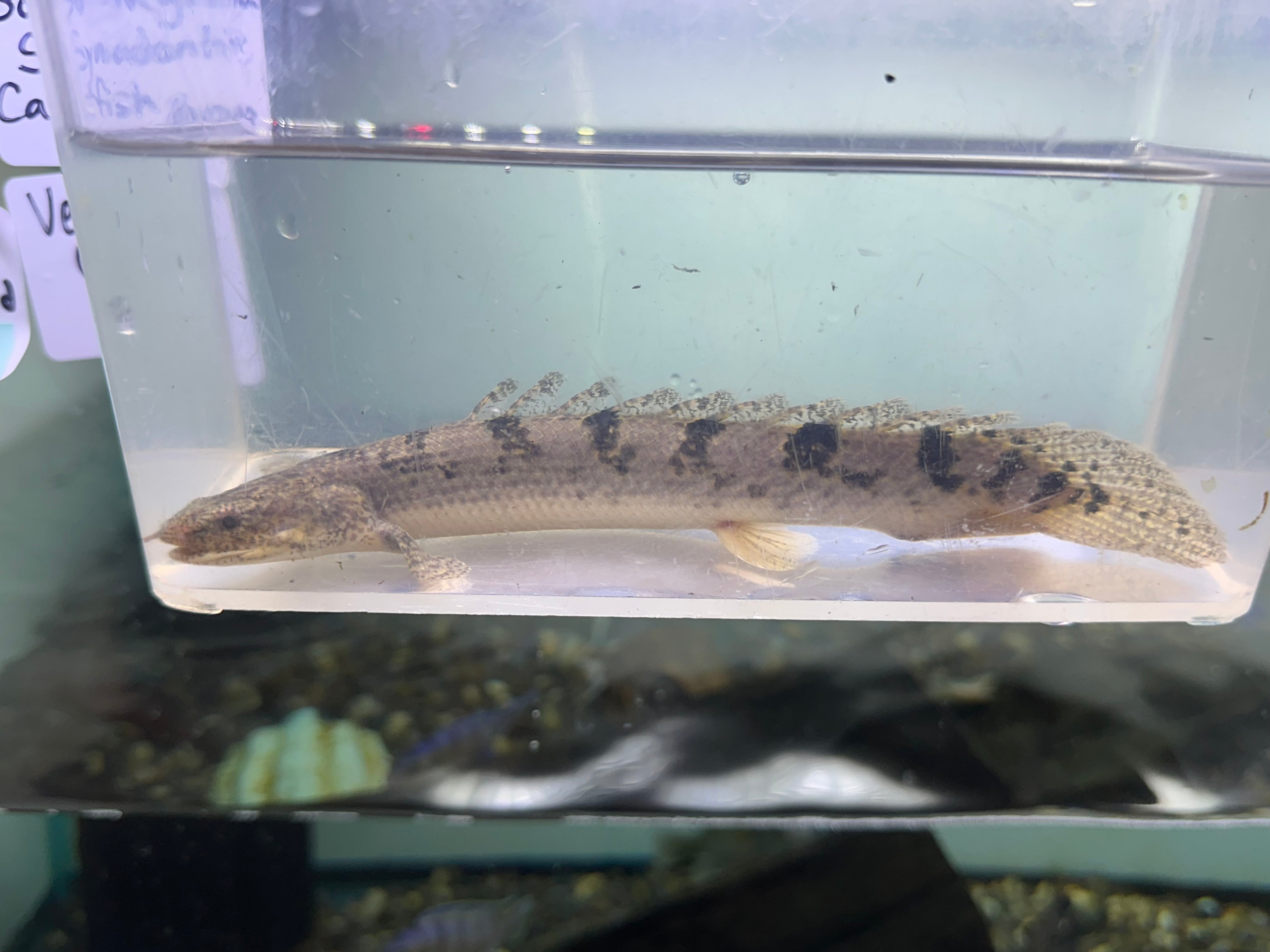 Delhezi Polypterus (8”)