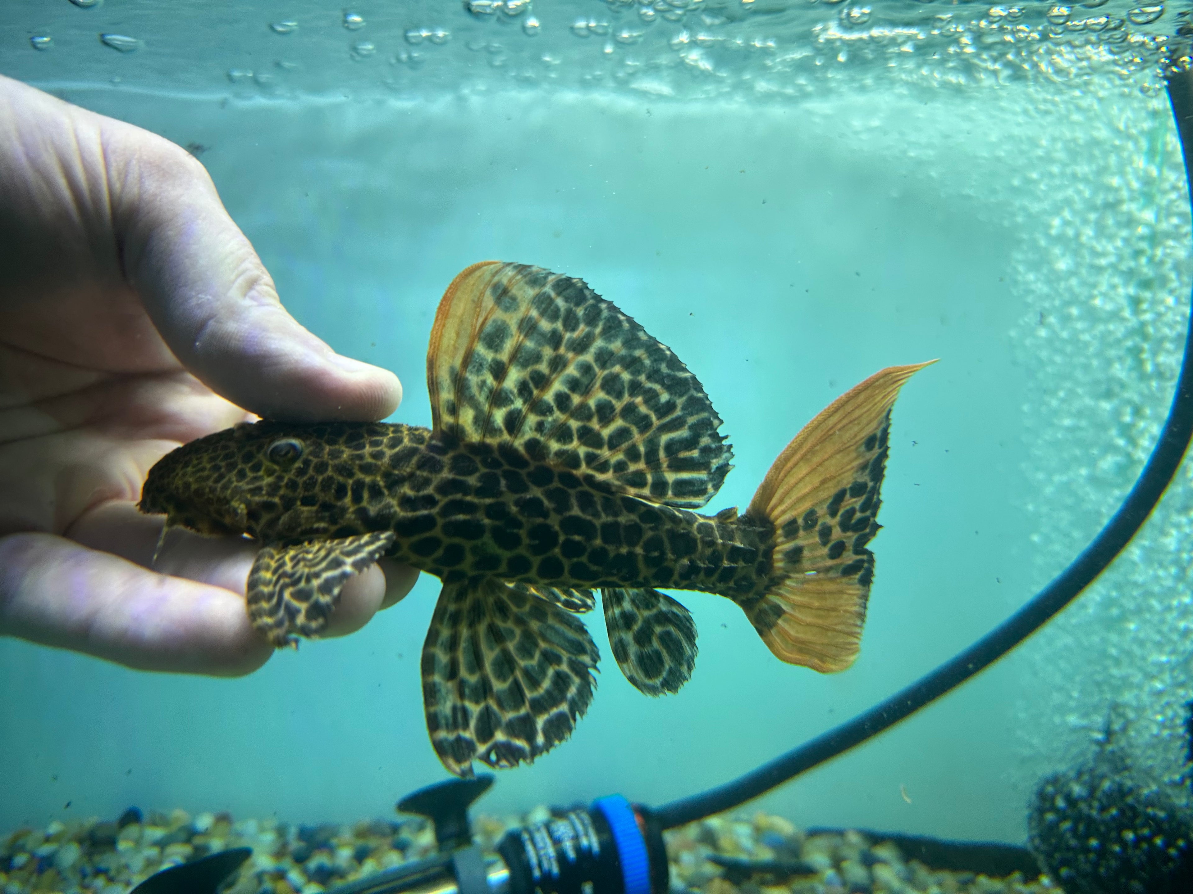 L114 Leopard Cactus Pleco (5.5-6”)