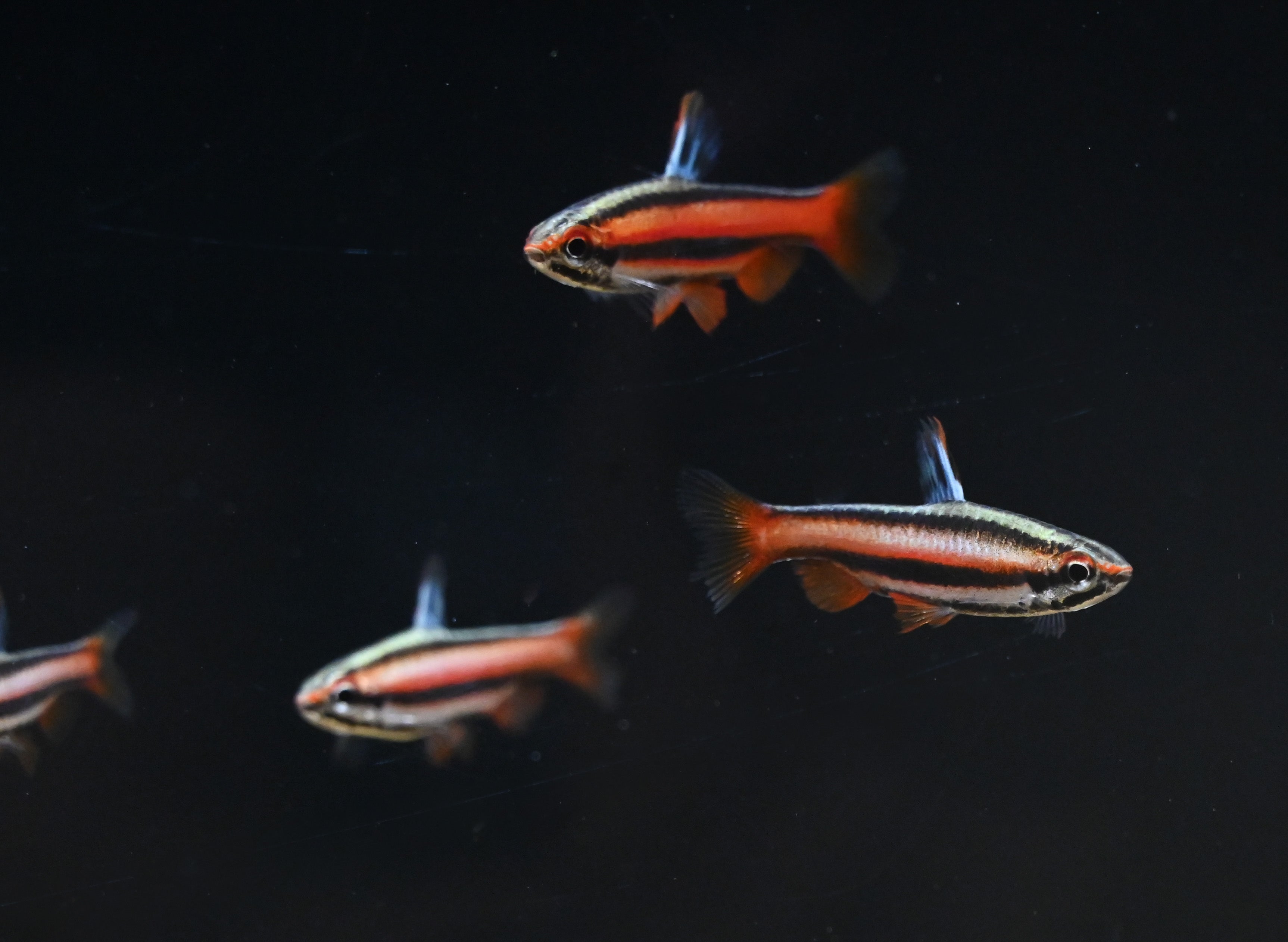 LARGE Coral Red Pencil Fish (1”+)