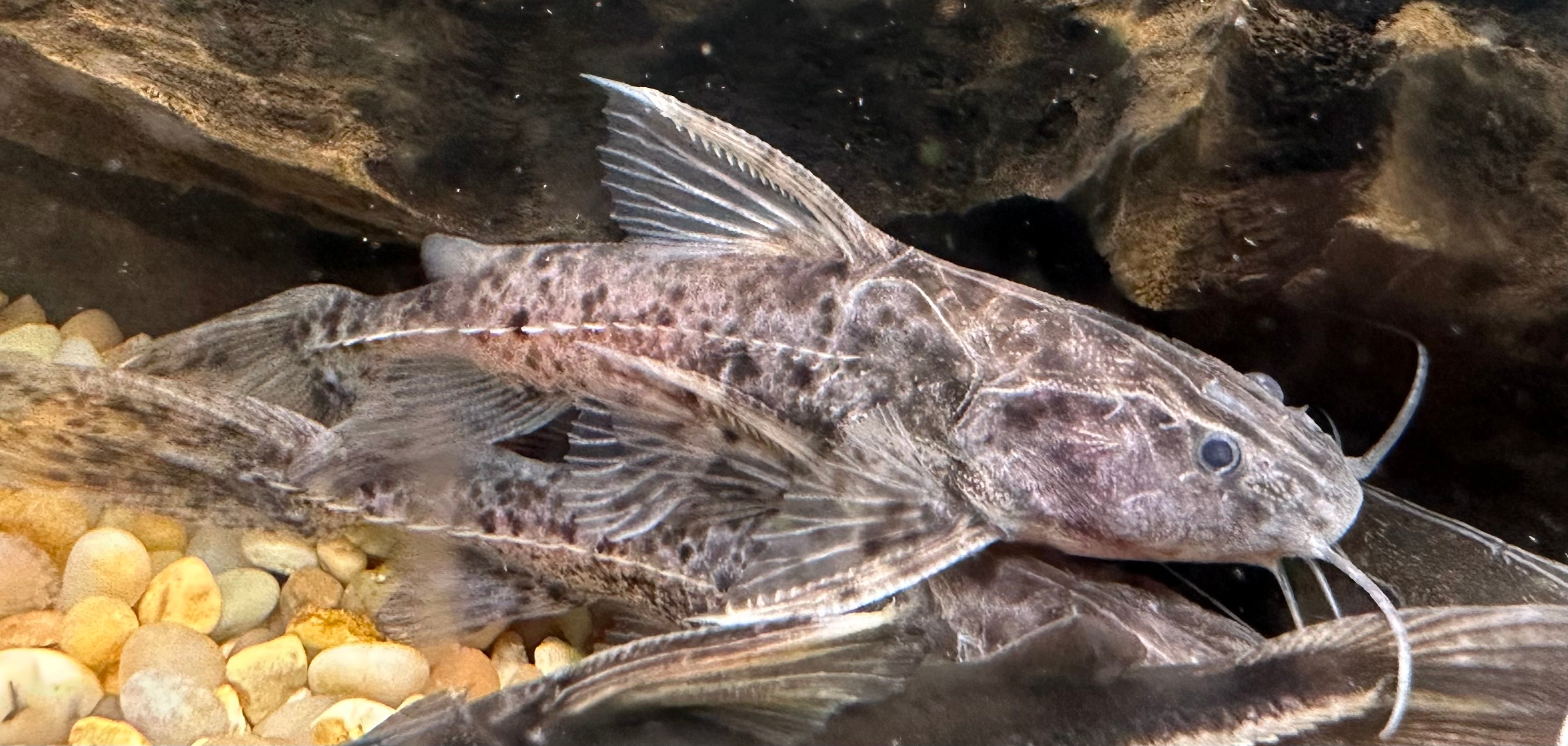 Granulosus Catfish (3-3.5”)
