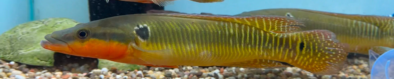 Zebrina Pike Cichlid (10”)
