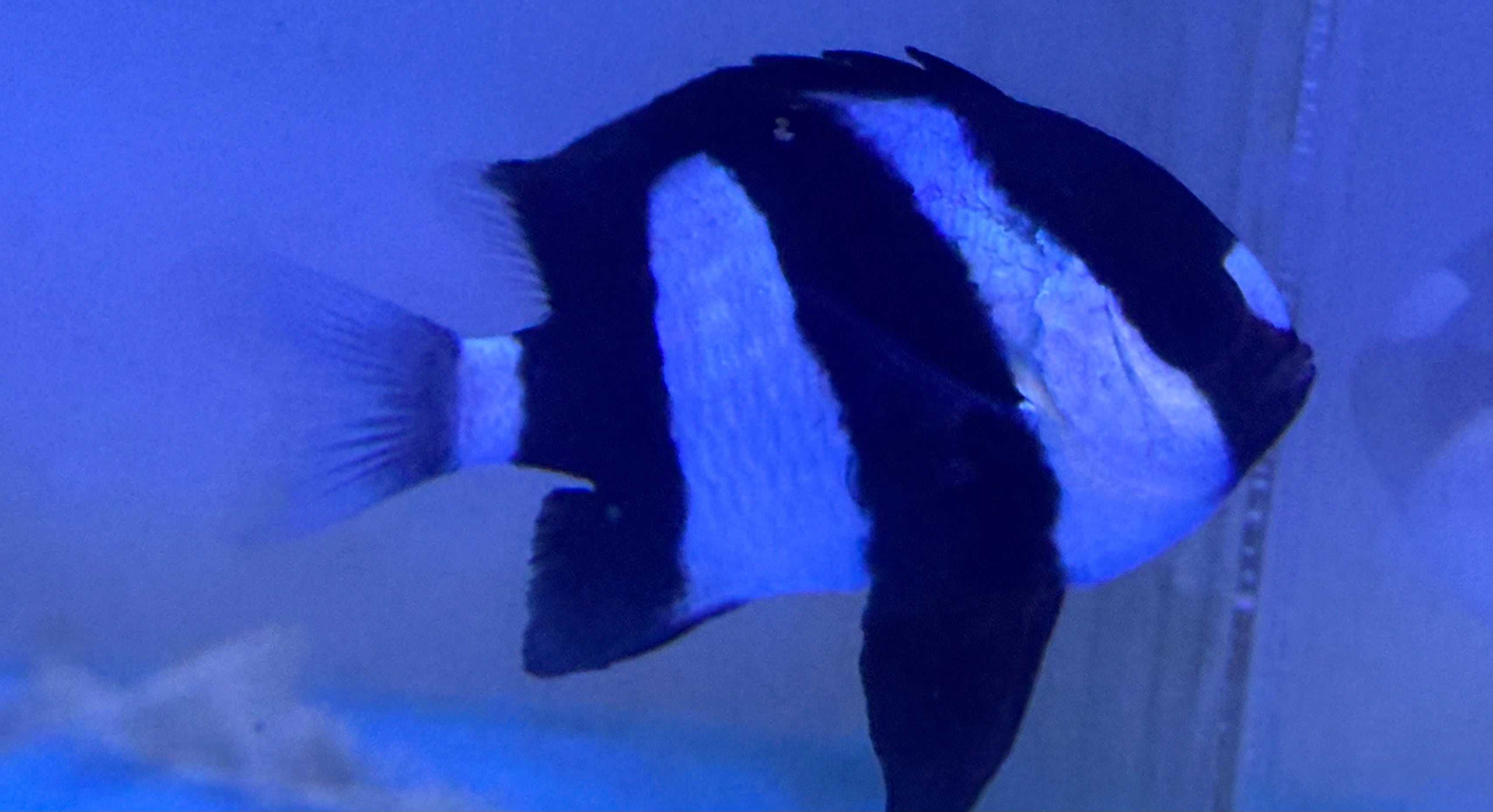 Large Three Striped Damsal (2.25-3”)