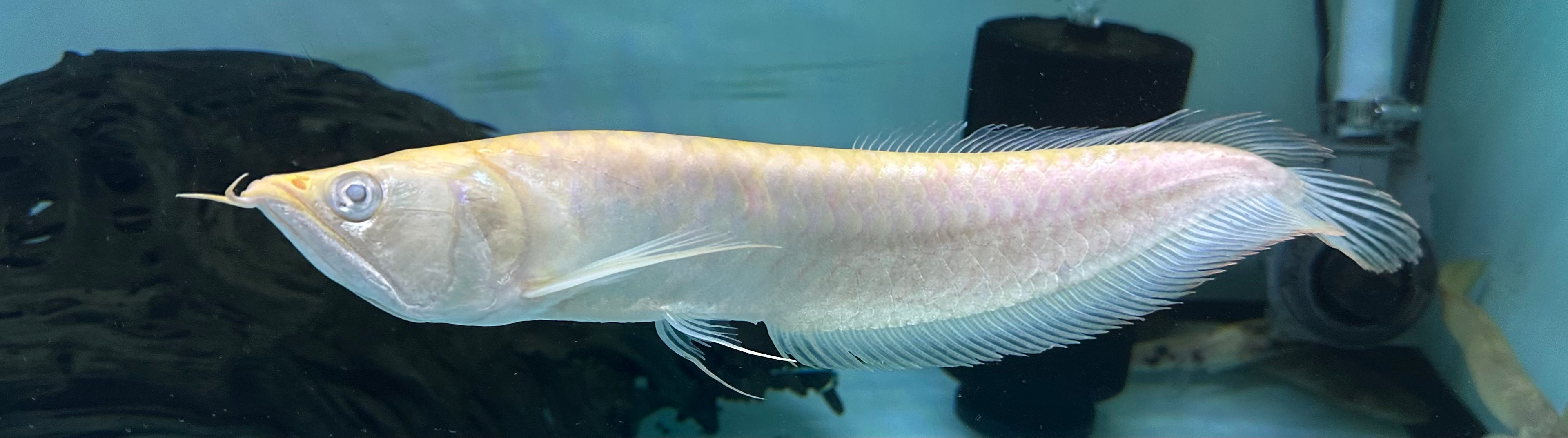 LARGE Albino Silver Arowana (11-12”)