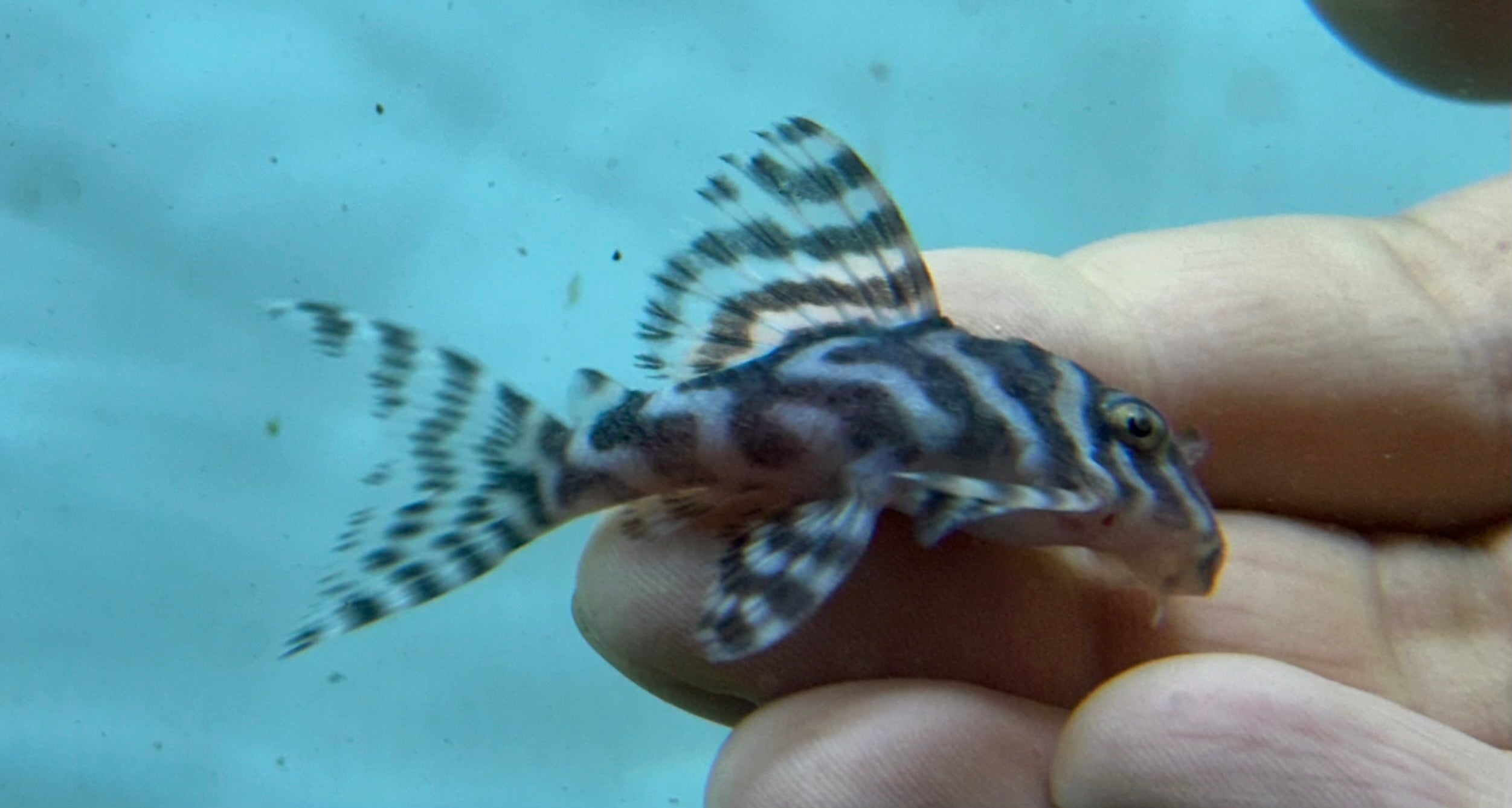 L236 RB Line Hypancistrus Pleco (2”)