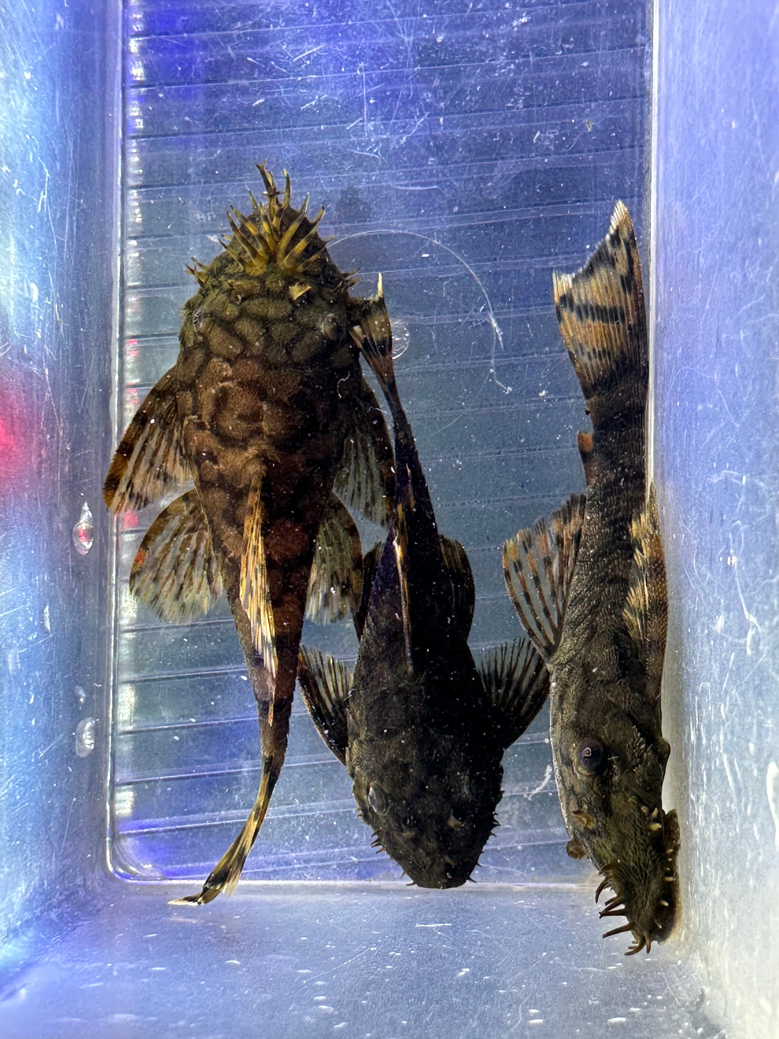 L519 Ancistrus Pleco “Rio Itenez” (3-3.5”)