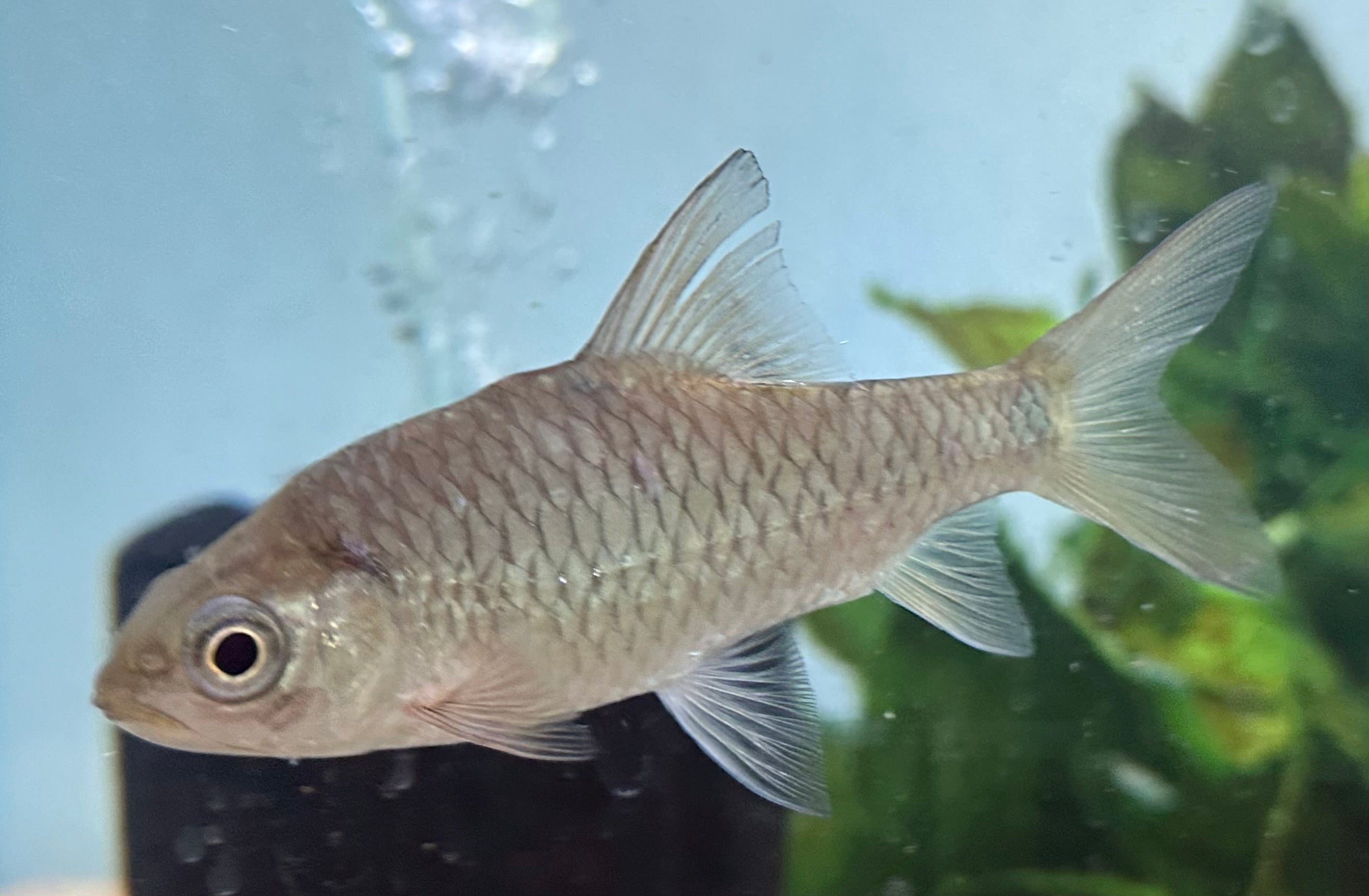 Phoenix Barb (4.5-5”)