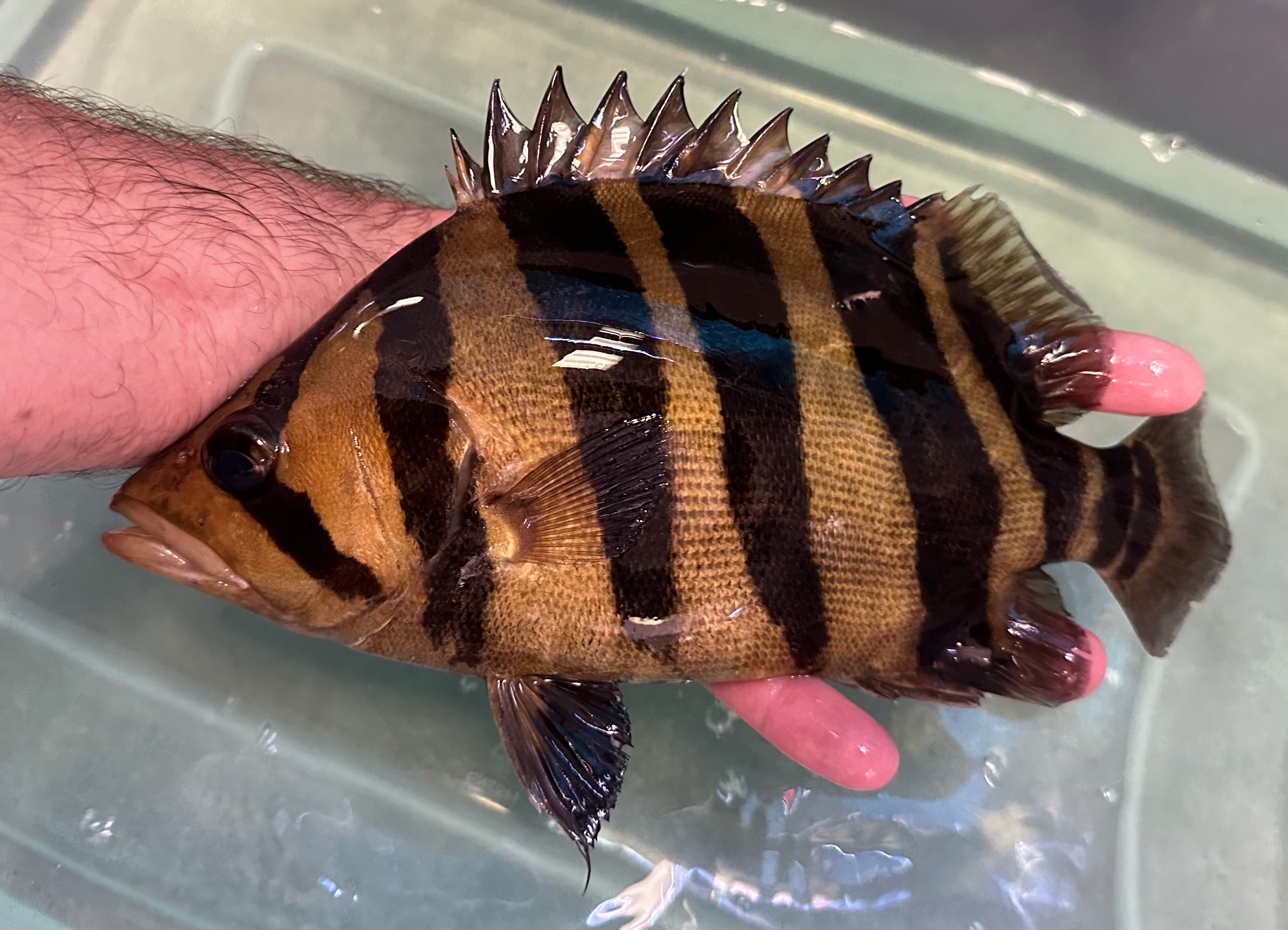 XL Gold Sumatra Datnoid (9-10”)