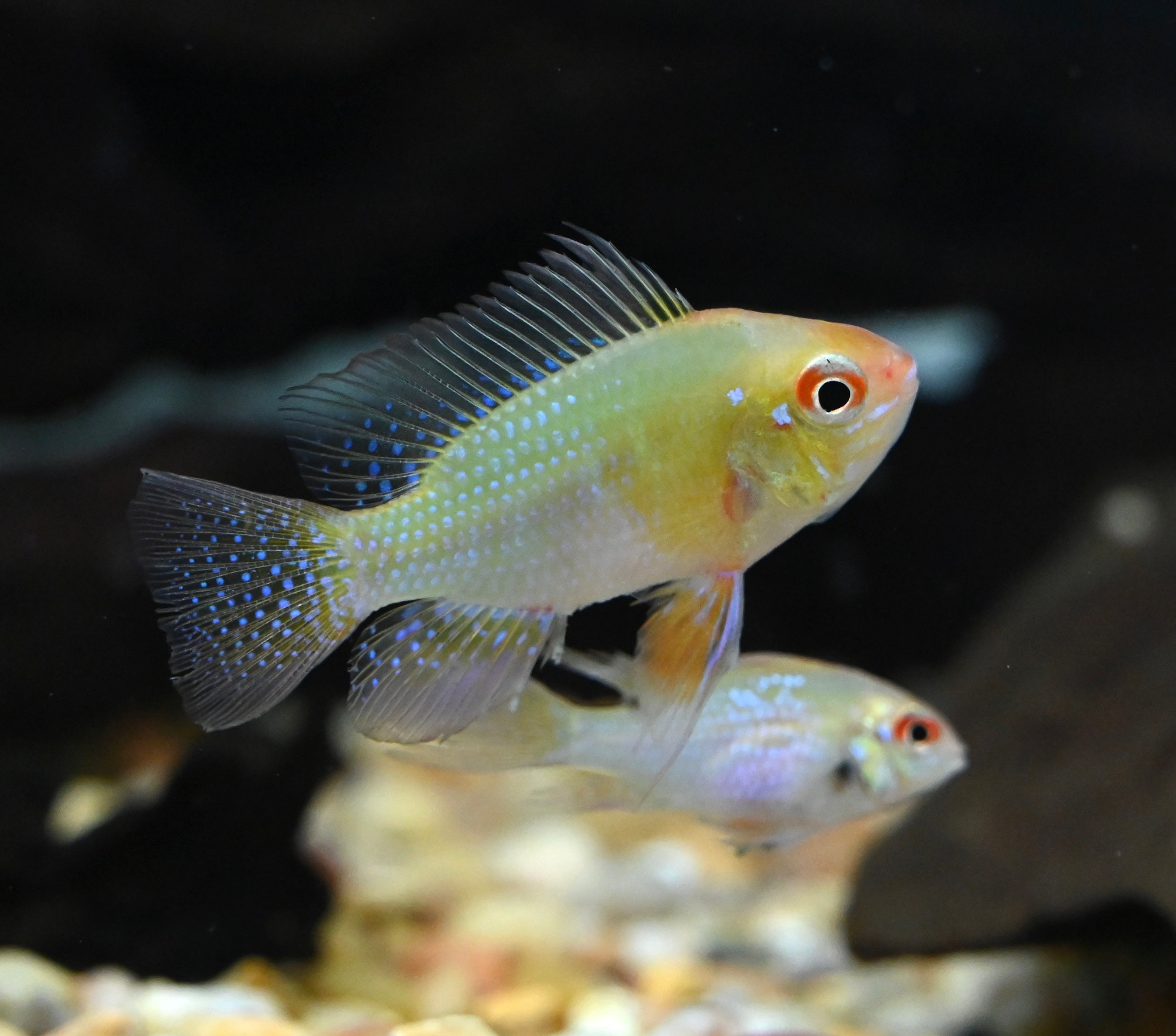 Carnero dorado (1,25-1,5”)