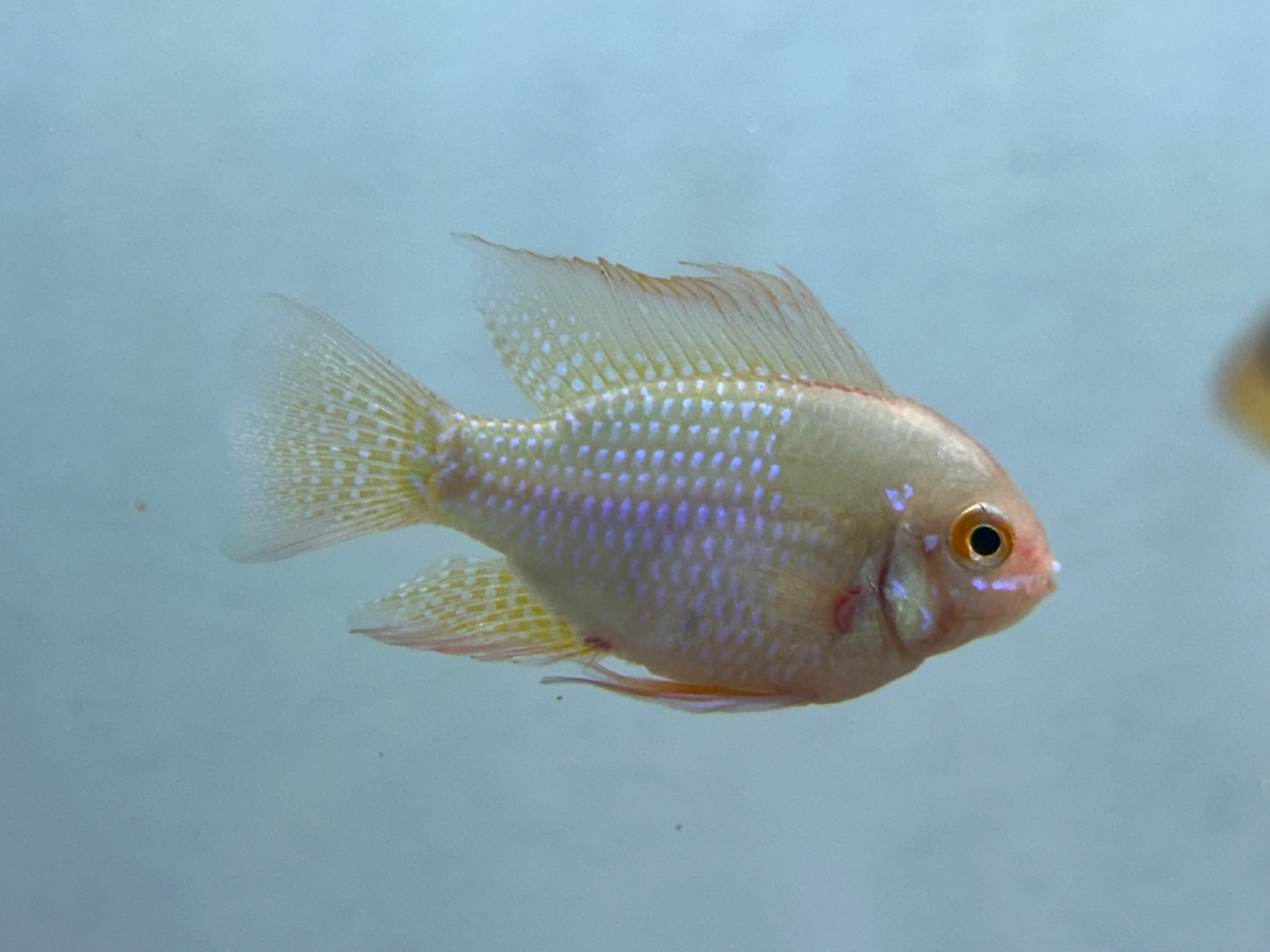 Jumbo Gold Ram (1.75-2”)