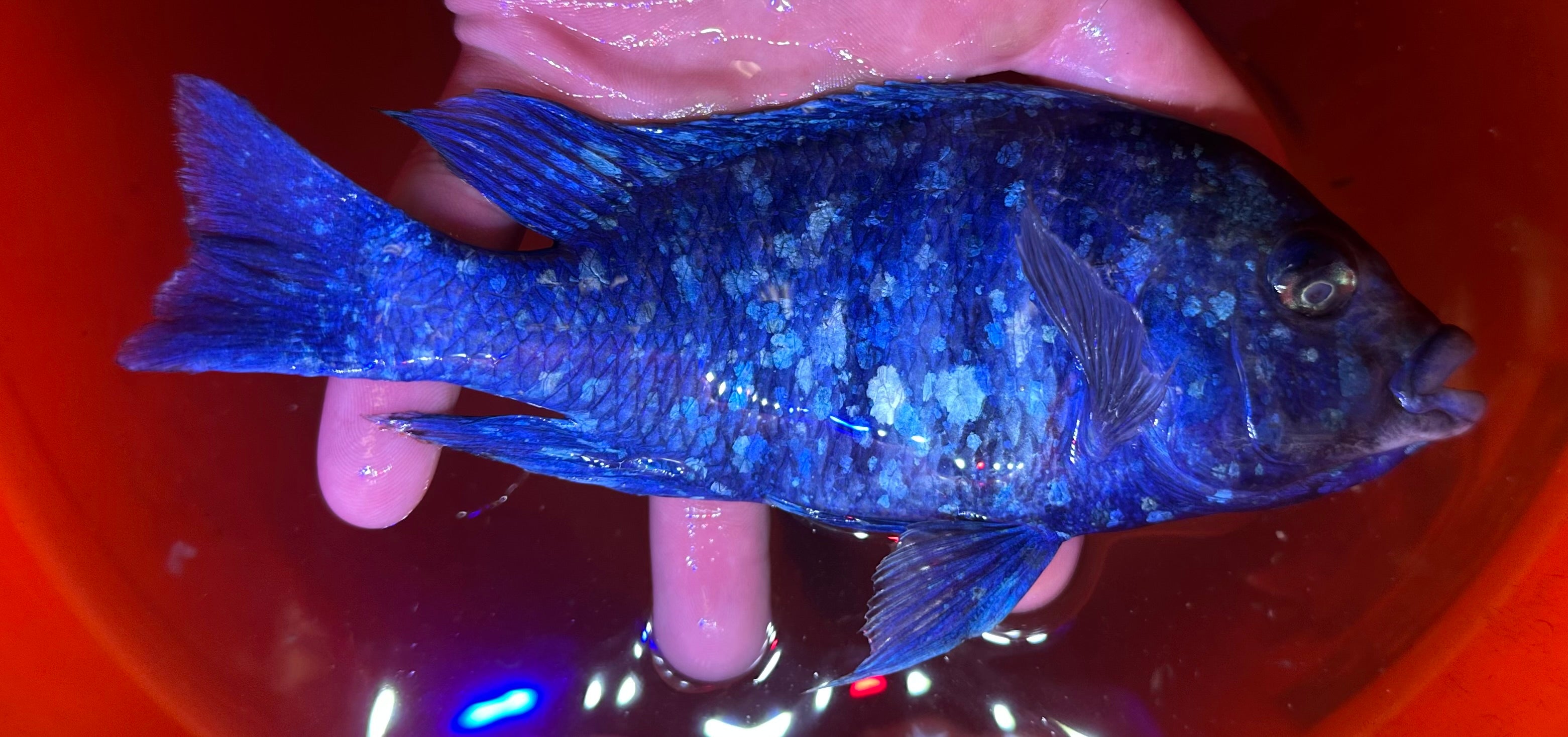 XL Star Sapphire Cichlid (6-7”)