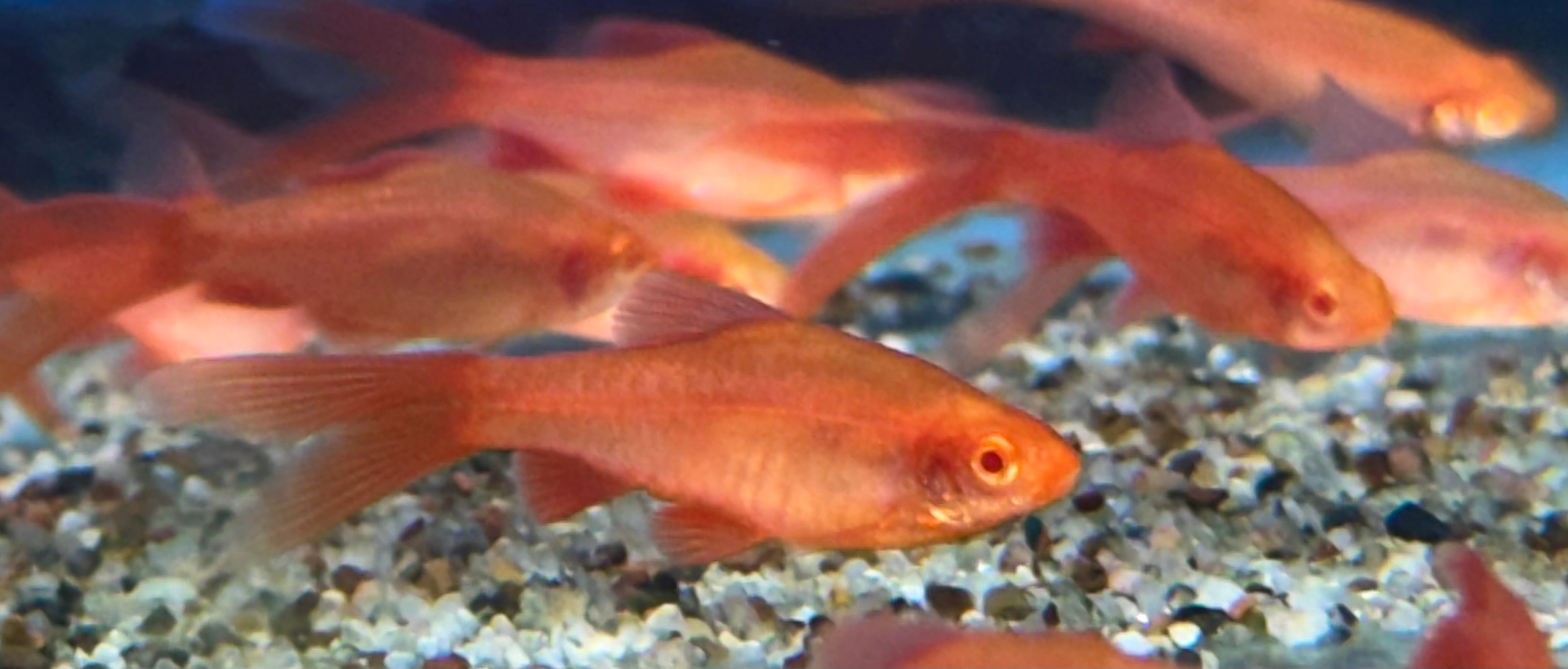 Albino Longfin Cherry Barb (1.5”)