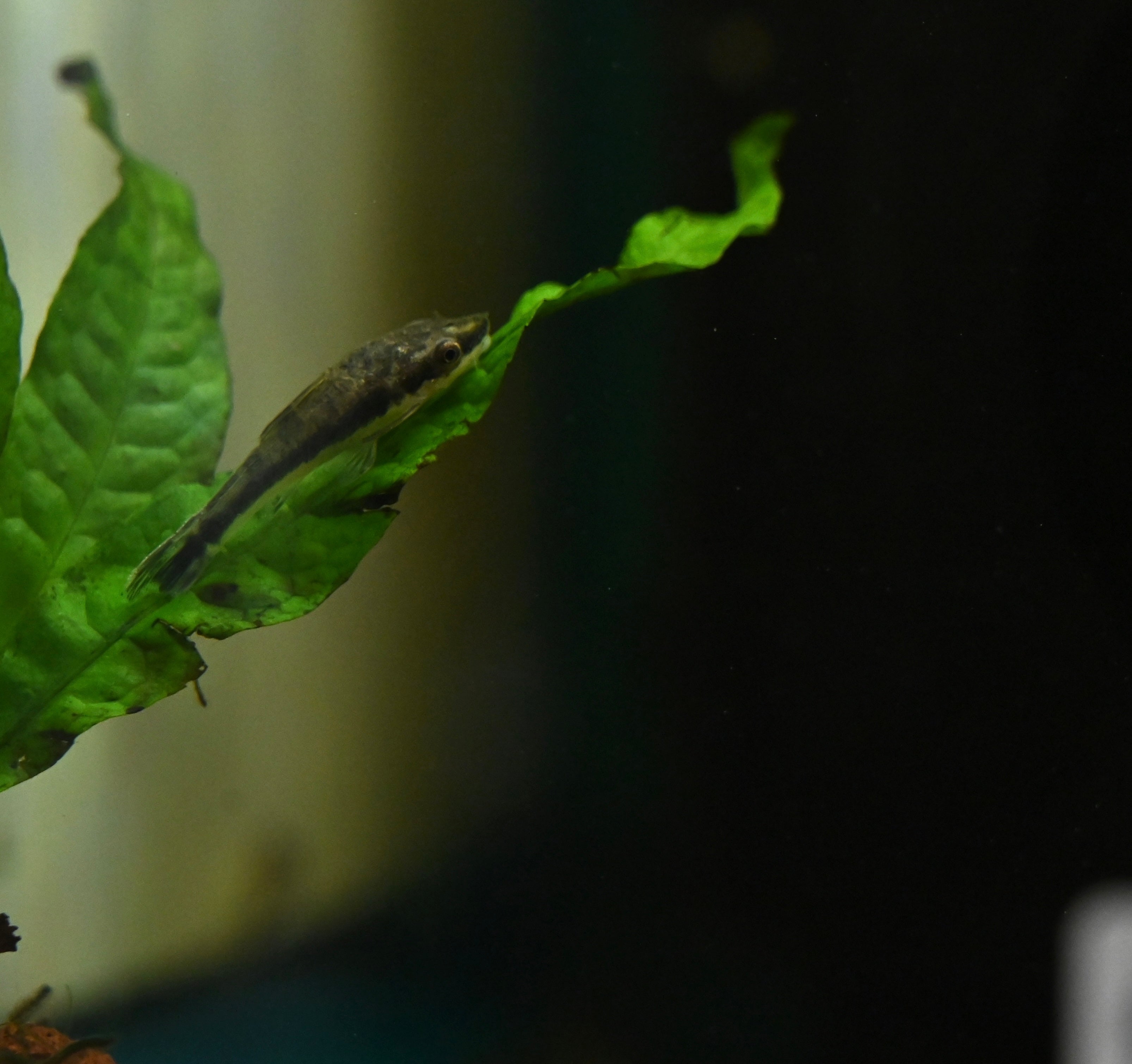 Otocinculus Catfish (1-1.25”)