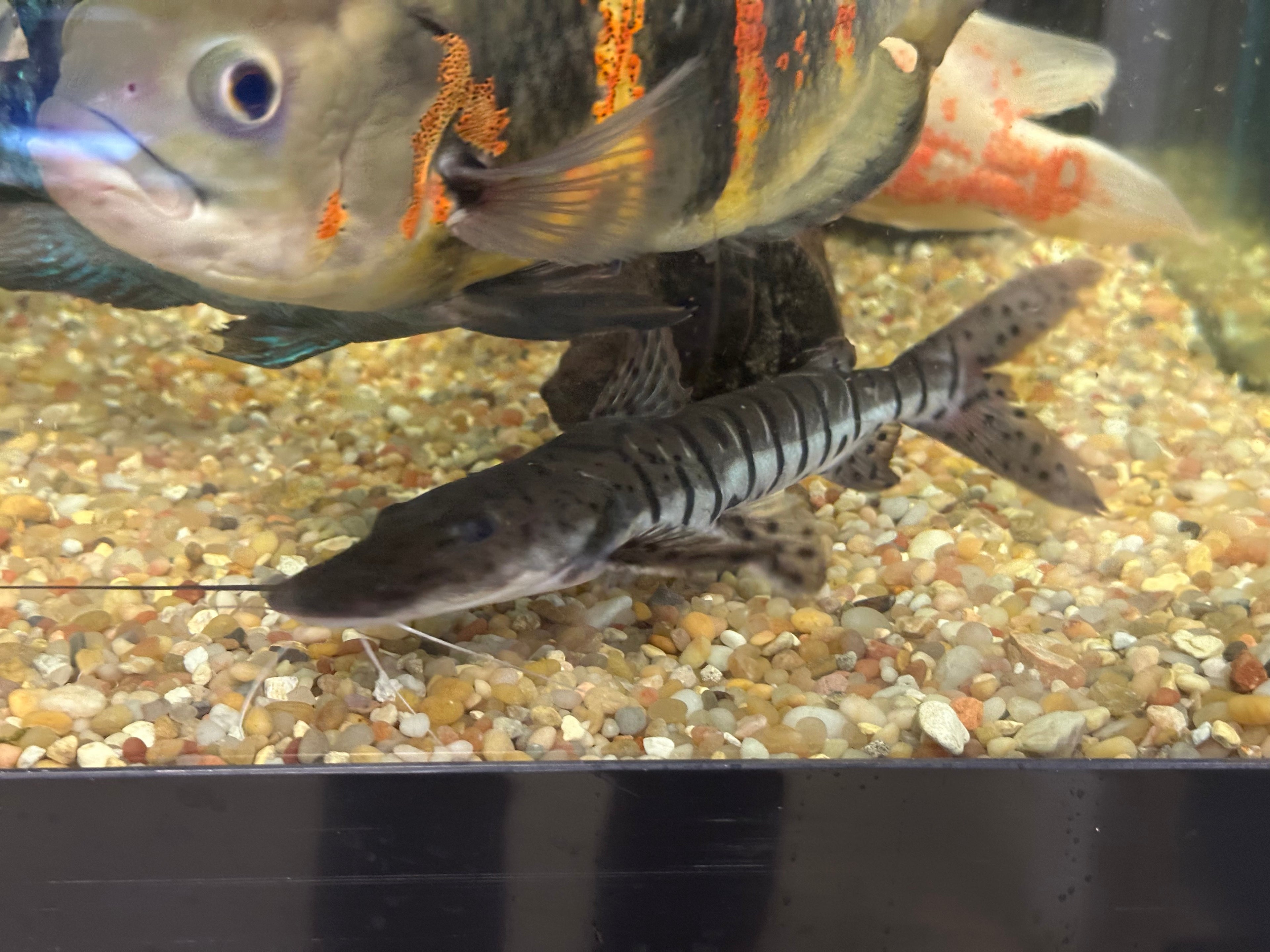 Tiger Shovelnose Catfish (8-9”)