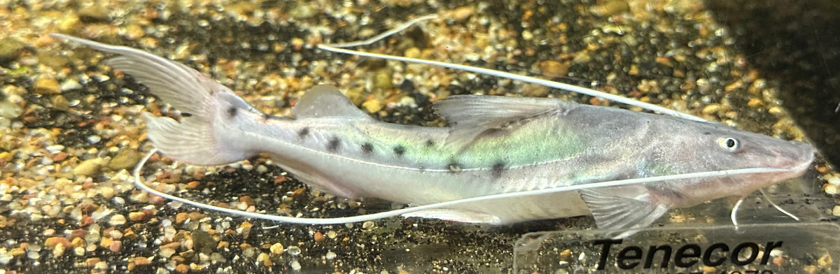 Piraiba Catfish (5-5.5”)