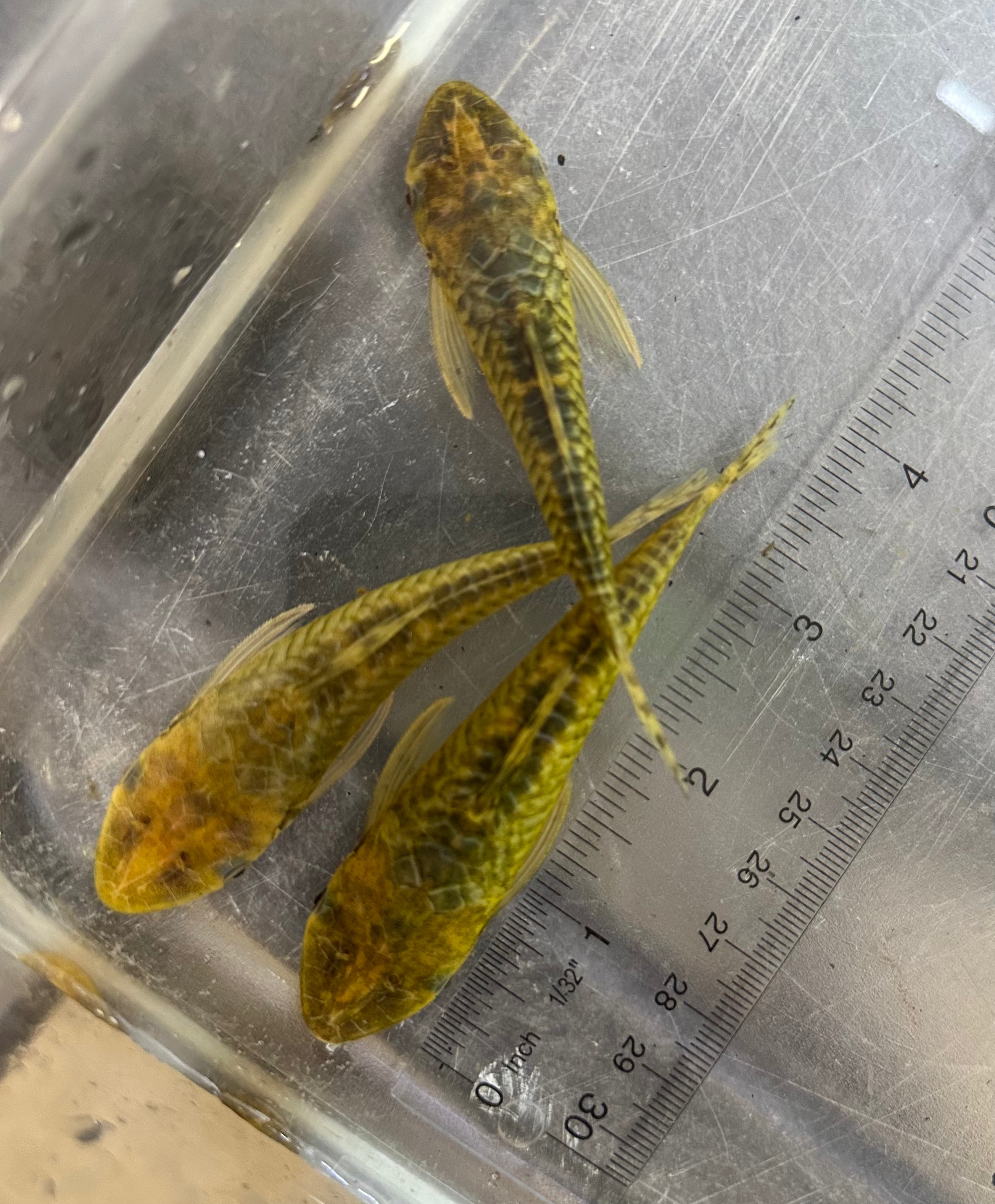 Giant Otocinclus (4”)