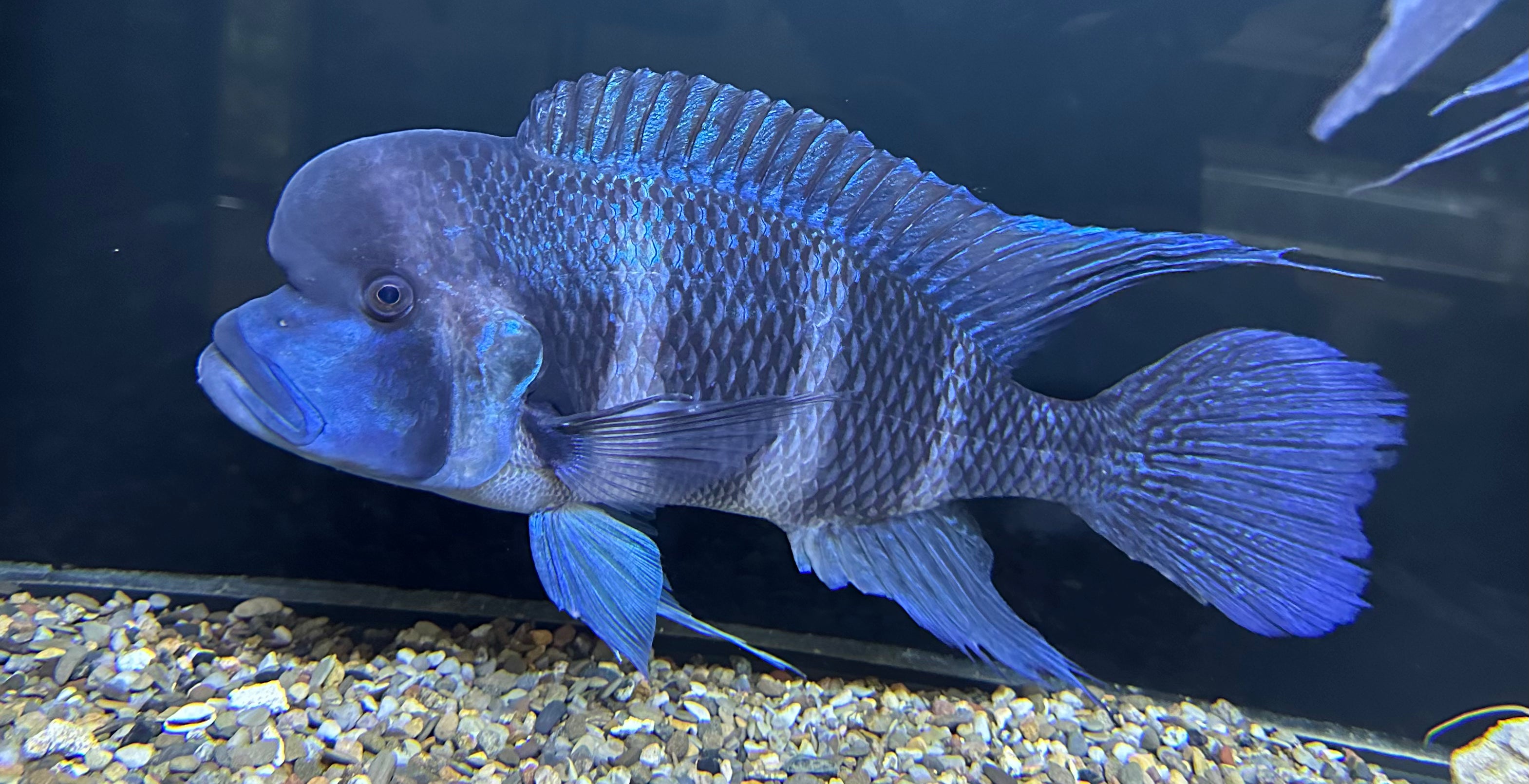 XXL Frontosa (12”+)