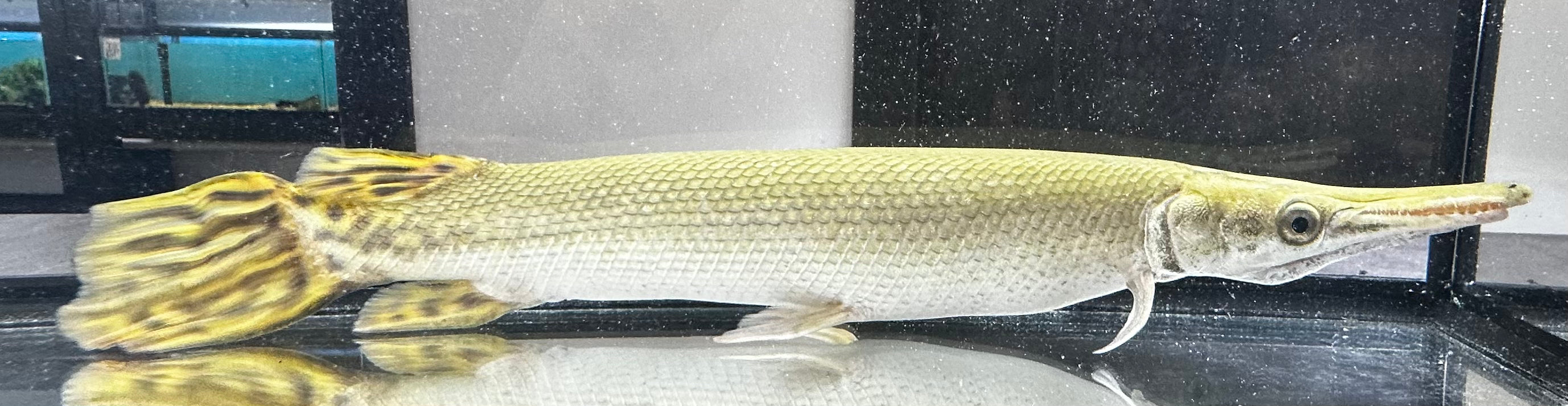 Cuban Gar (16-18”)