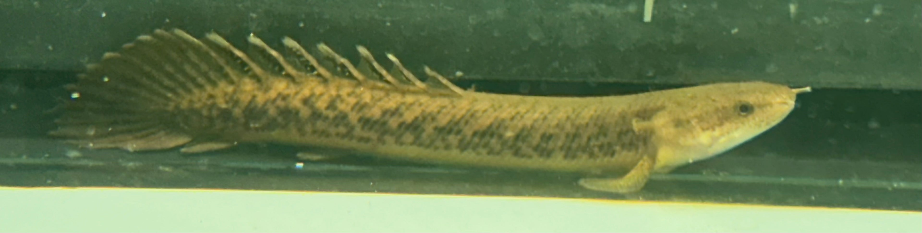 Teugelsi Polypterus (2.5-3”)