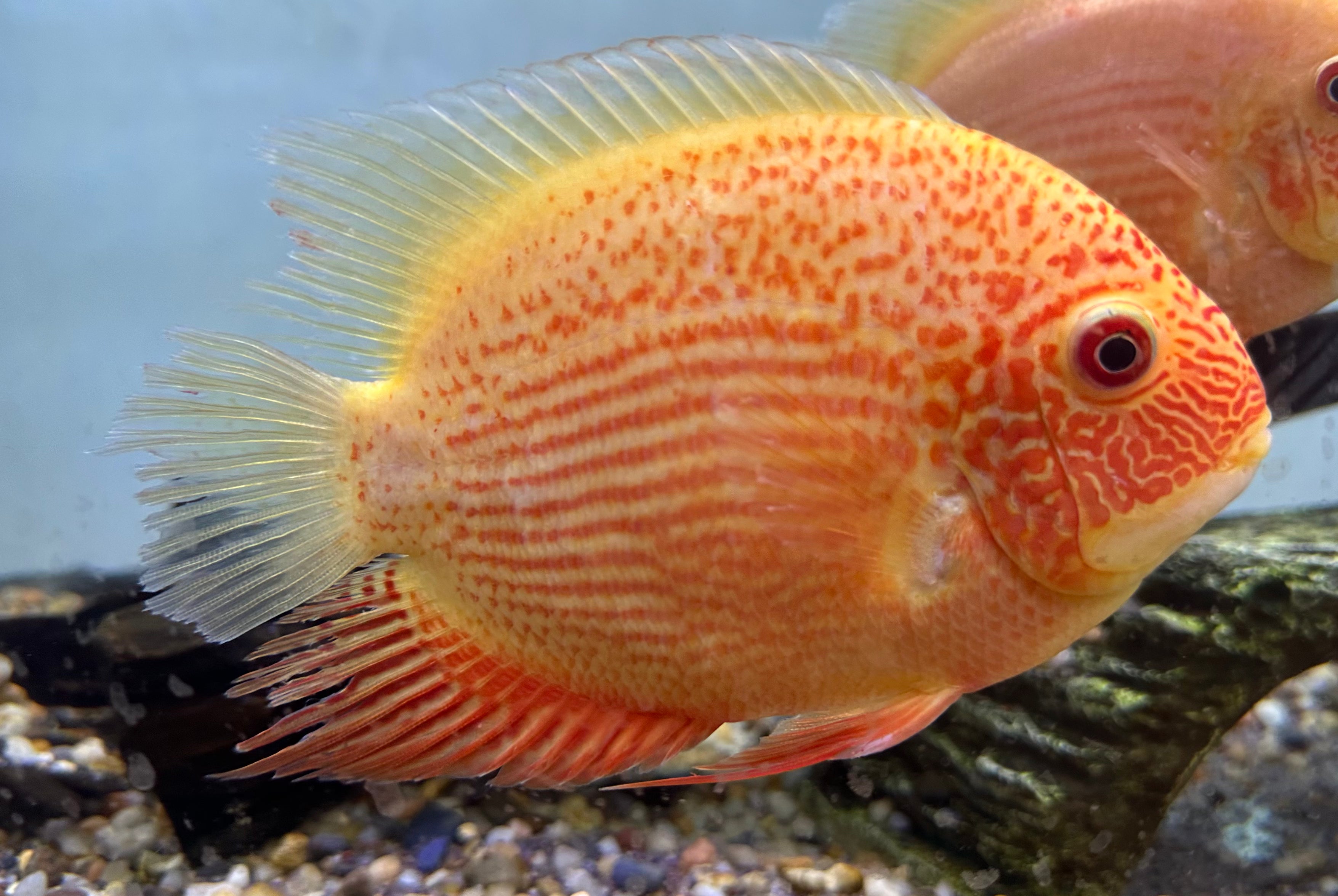 XL Red Severum (6”)