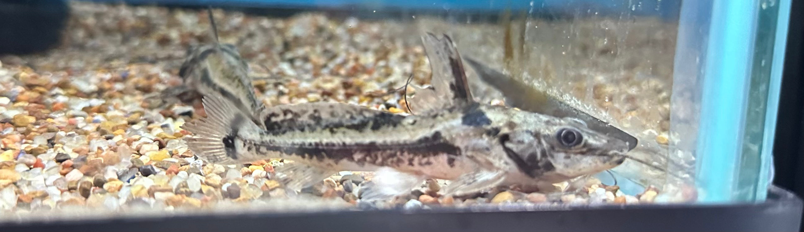 Fox Face Pim Catfish (2.5”)