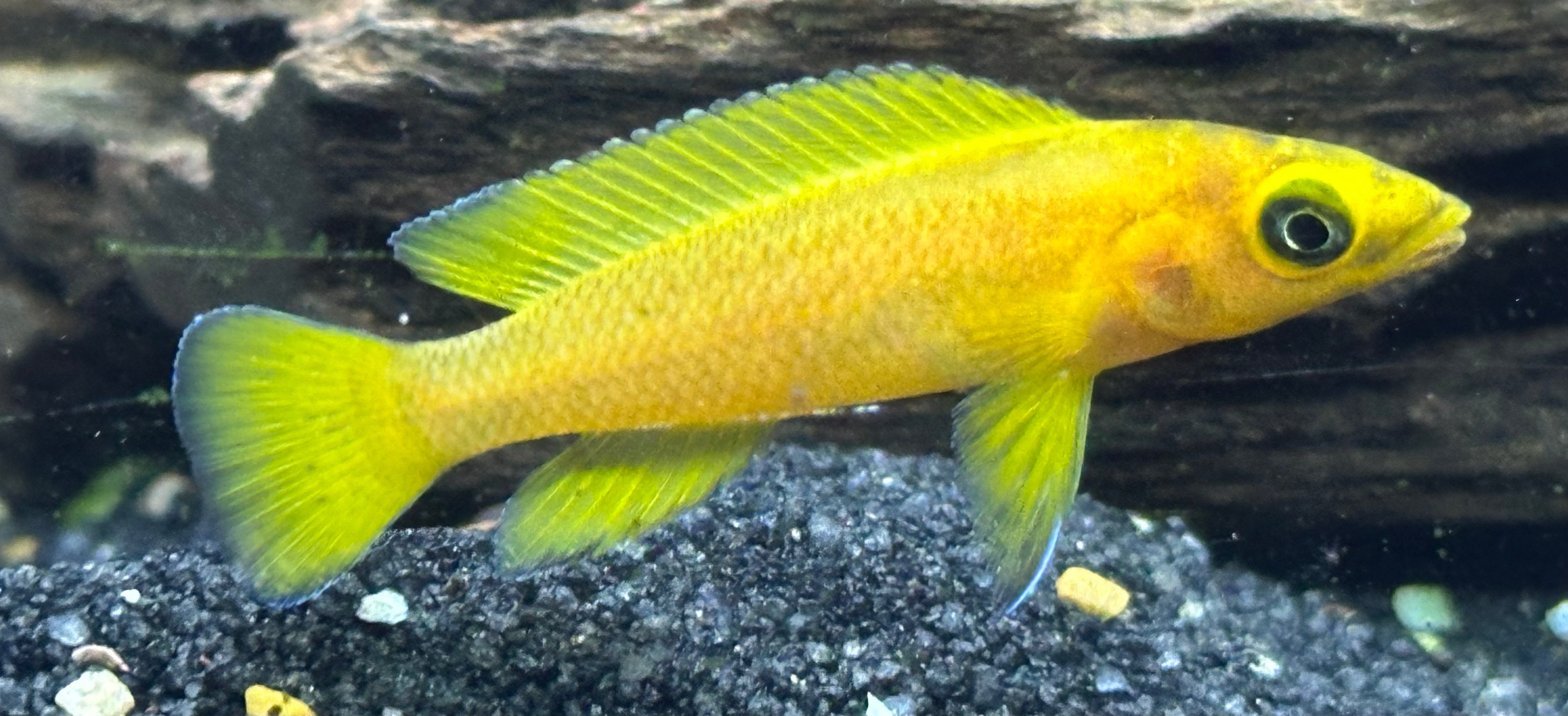 Lelupi Lemon Cichlid (2”)