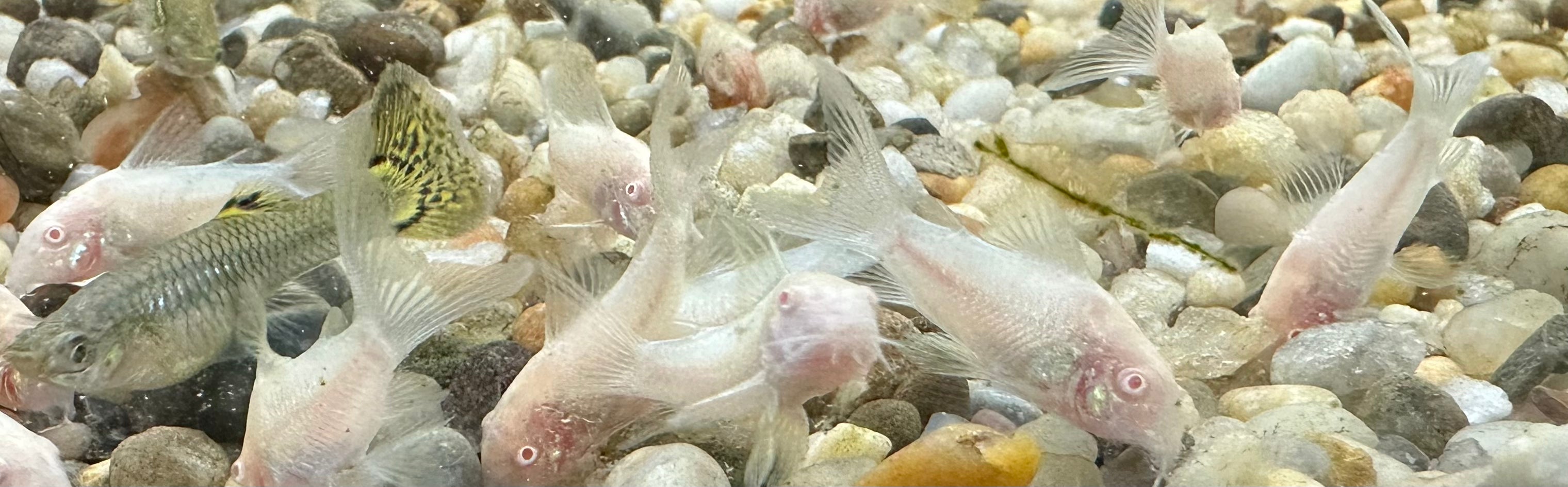 Longfin Albino Cory (1.25-1.5”)