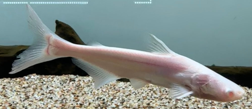 Pez gato tiburón albino “Pangasius conchophilus” (6”)