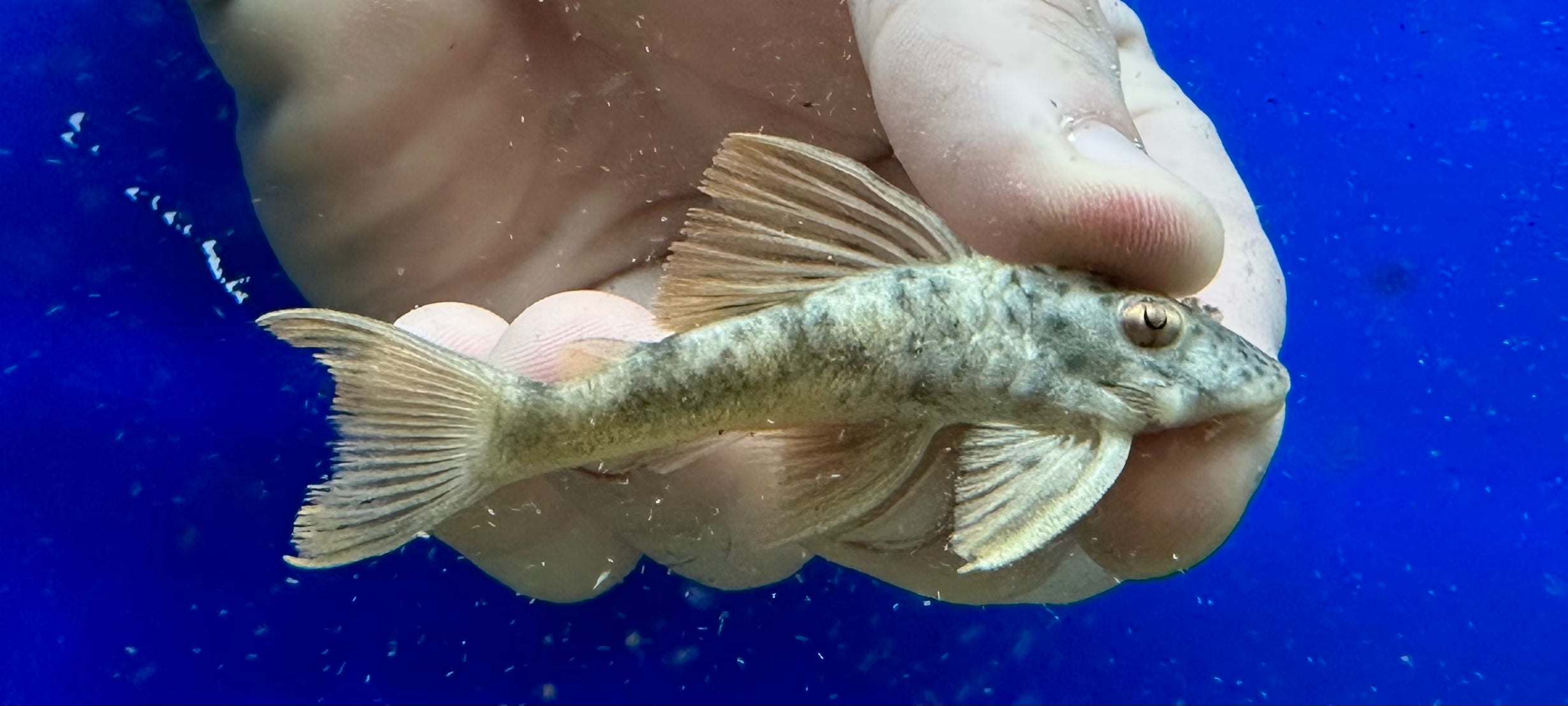 L163 Big Spot Peckolita Pleco (2.5”)